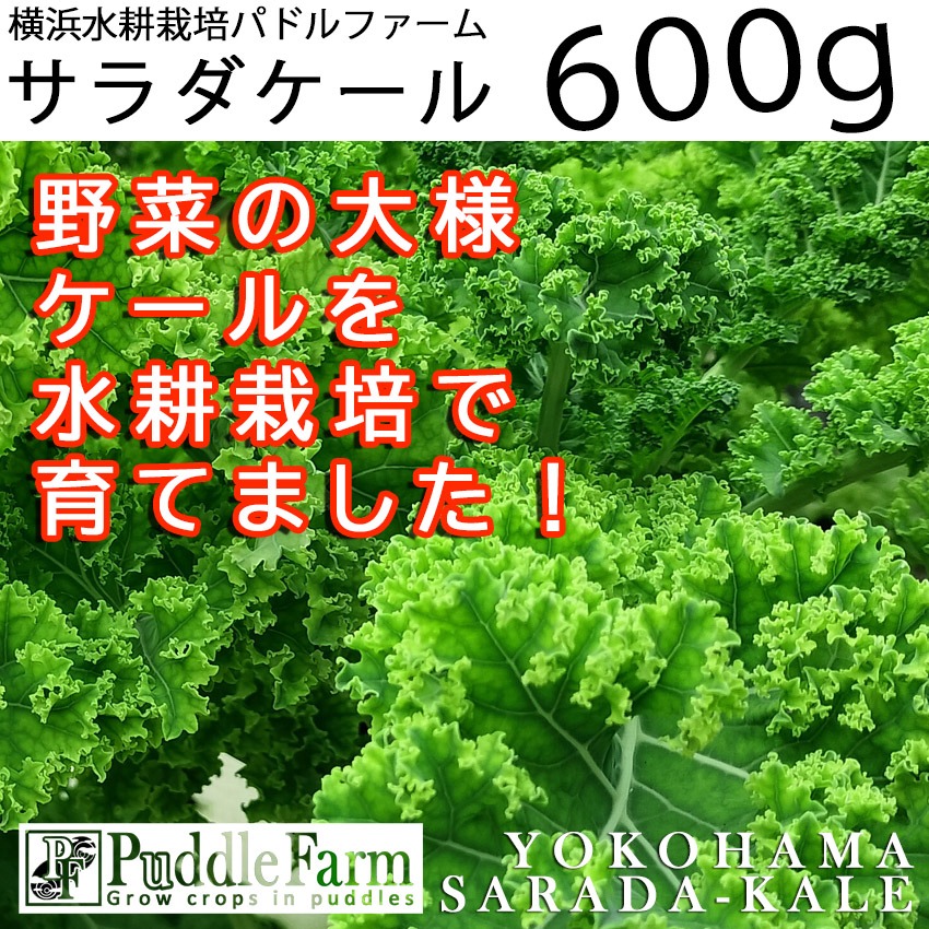 送料込】水耕サラダケール（カーリーケール/カリーノケール）600g 【11