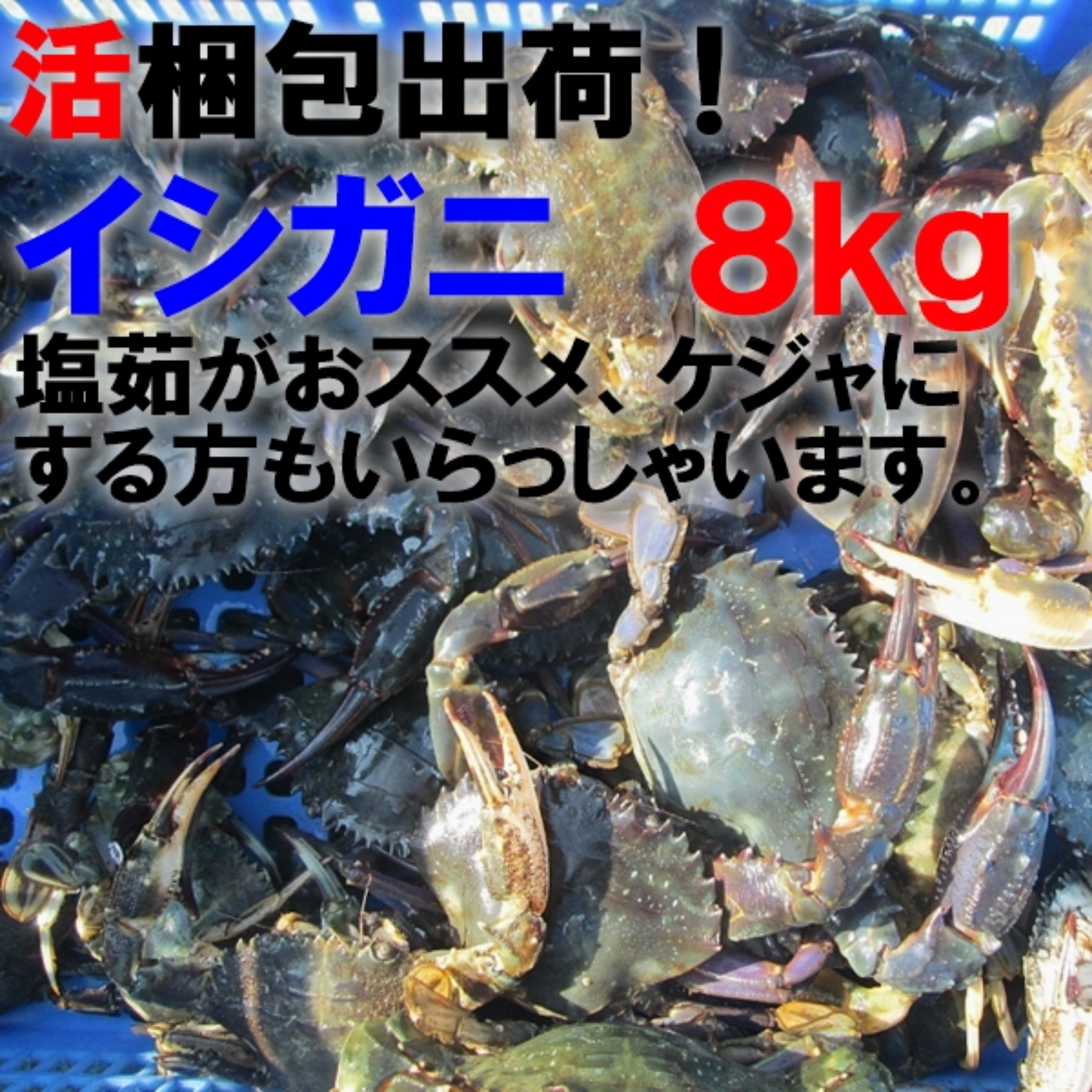 生出荷！食用イシガニ 石蟹８kg」 活状態での梱包 松島牡蠣屋 漁師の店長自ら漁獲です！目安：8ｋｇで80杯程度 | 魚介類/カニ 産直アウル 農家から 直接野菜などの食材を購入できる産地直送の宅配通販サイト