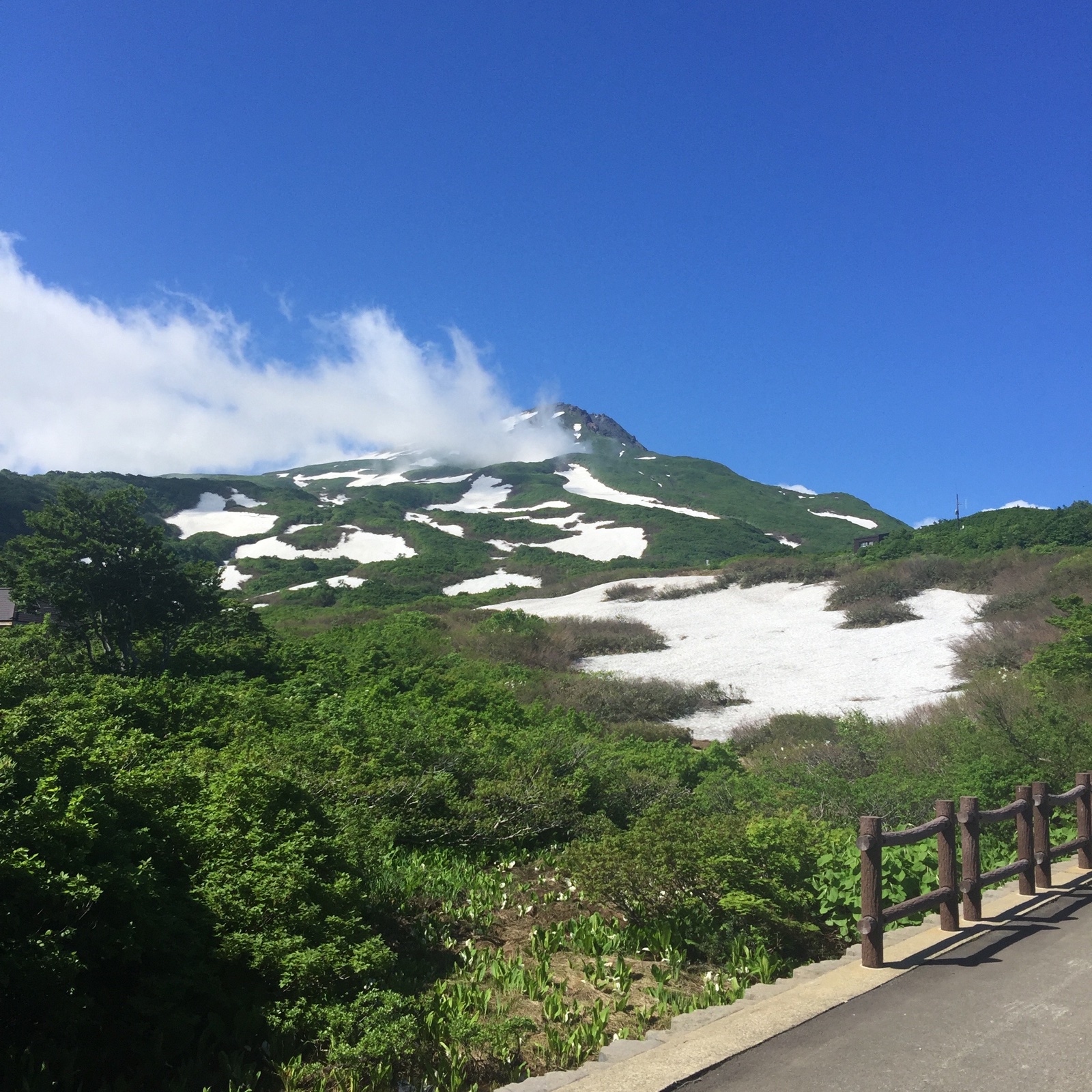 北海道産天然雪の下ふきのとう(5キログラム) 雪解けの天然フキノトウ 「バッケ」 ｜ 野菜/山菜 産直アウル 農家