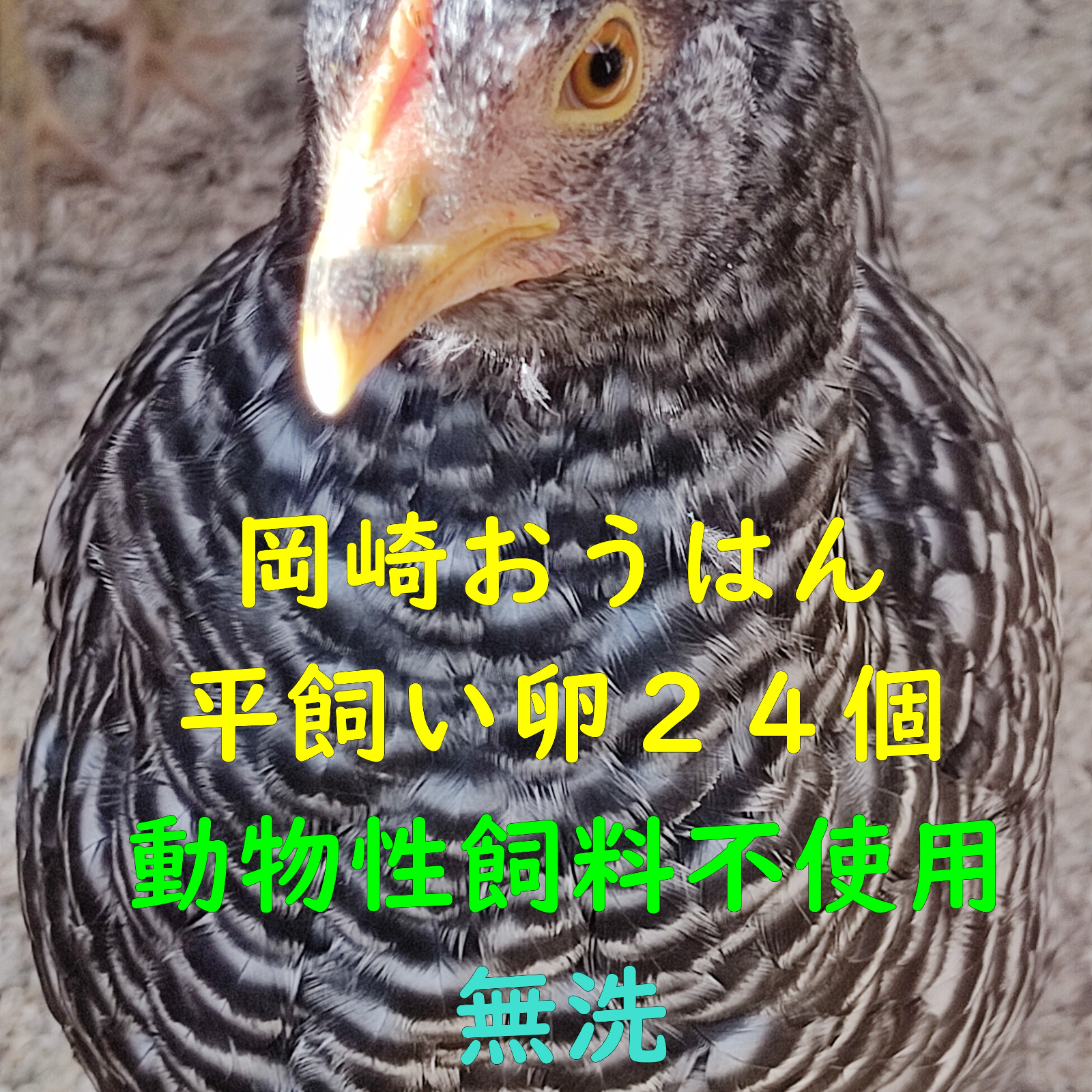 岡崎おうはん 平飼い卵 24個 動物性飼料不使用 無洗卵 ｜ 卵/鶏卵
