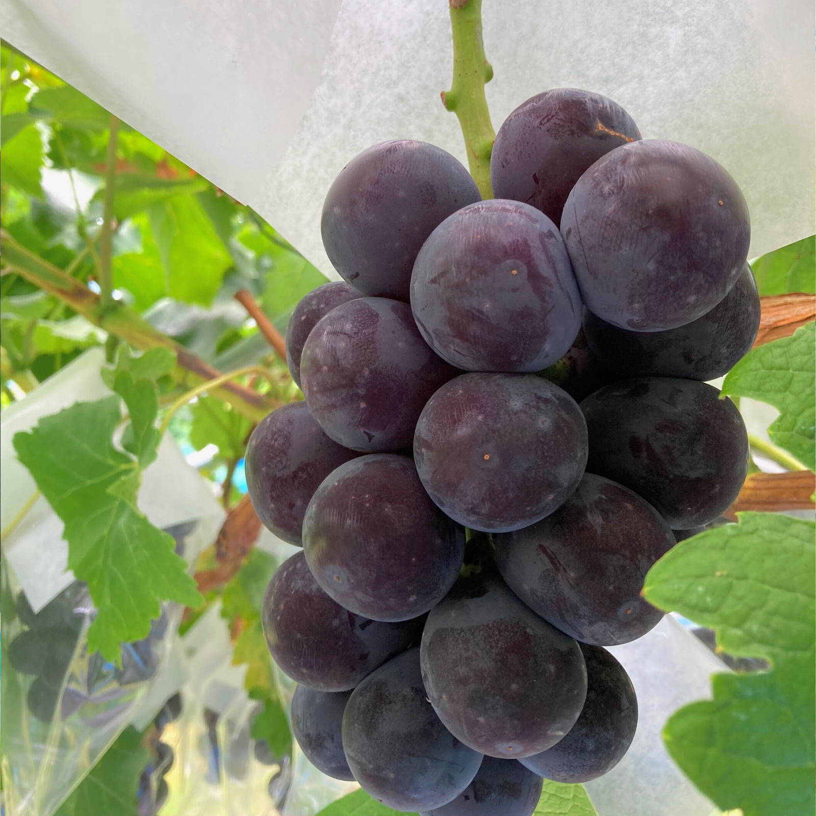 家庭用】果汁たっぷり！あづましずく1kg2~3房 | 果物/ぶどう 産直