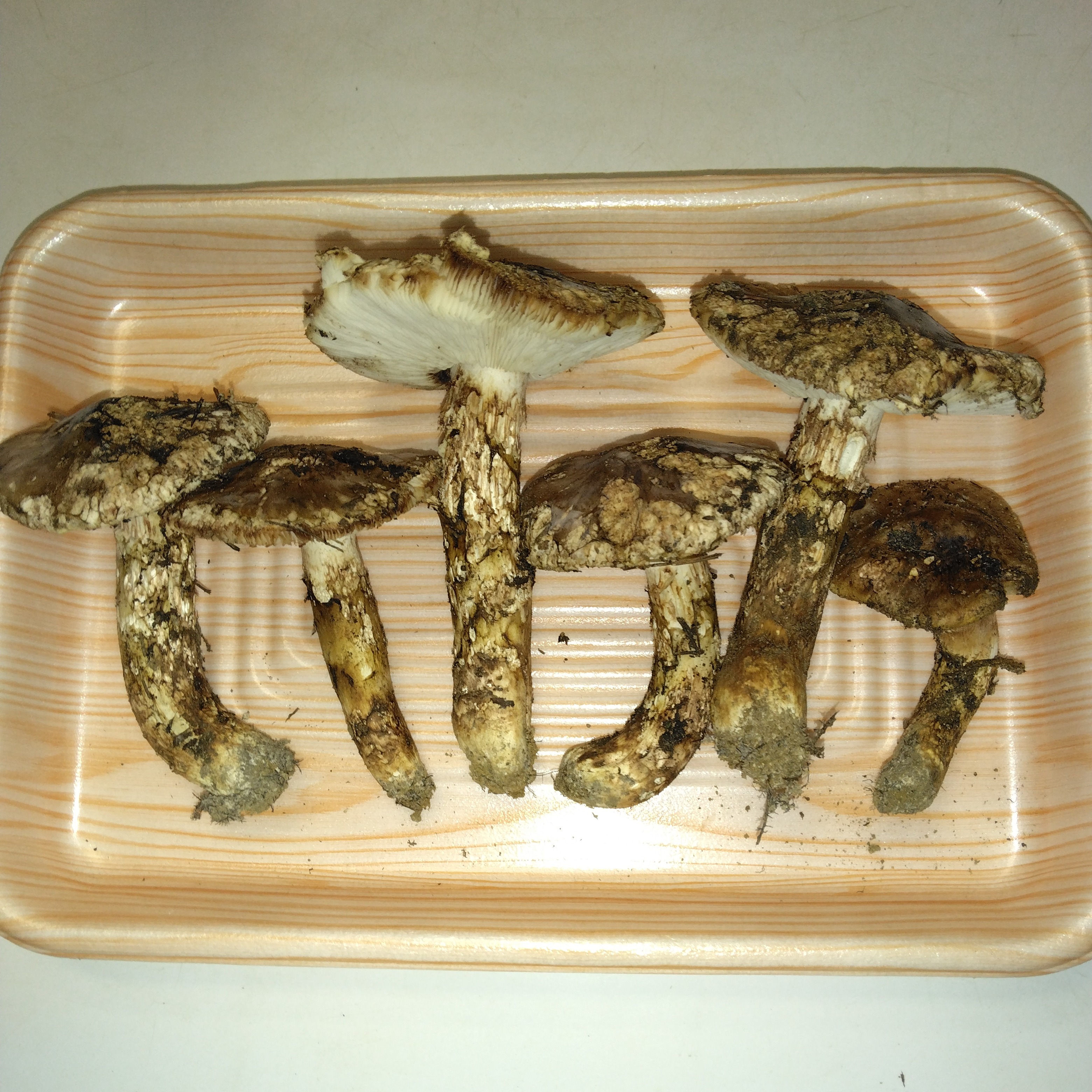 特大つぼみ　開きセット売り　長野県　信州松茸686g