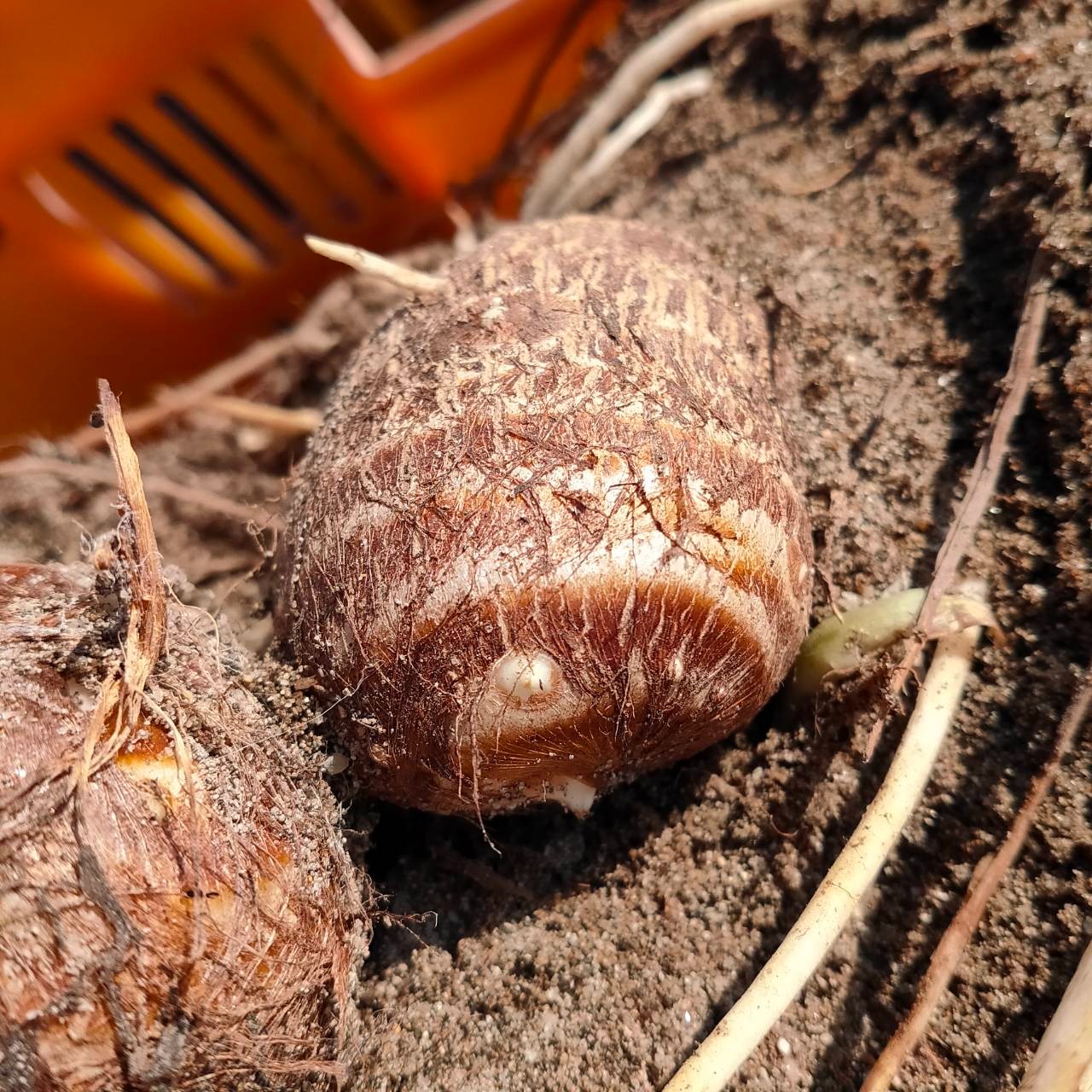 鳥取県産】ねっとり濃厚 黄金里芋 10kg ｜ 野菜/里いも 産直アウル