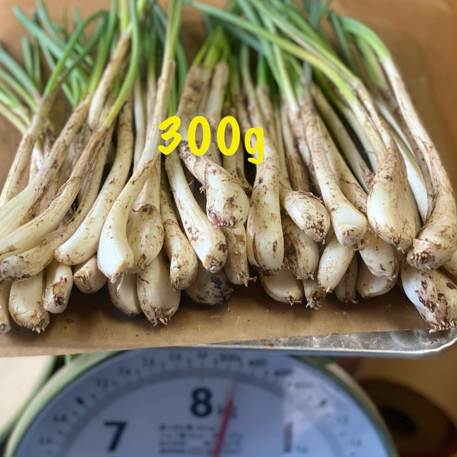 👨‍🌾沖縄⛴🏝⛰伊江島産 土付き島らっきょう300㌘ レターパック送料