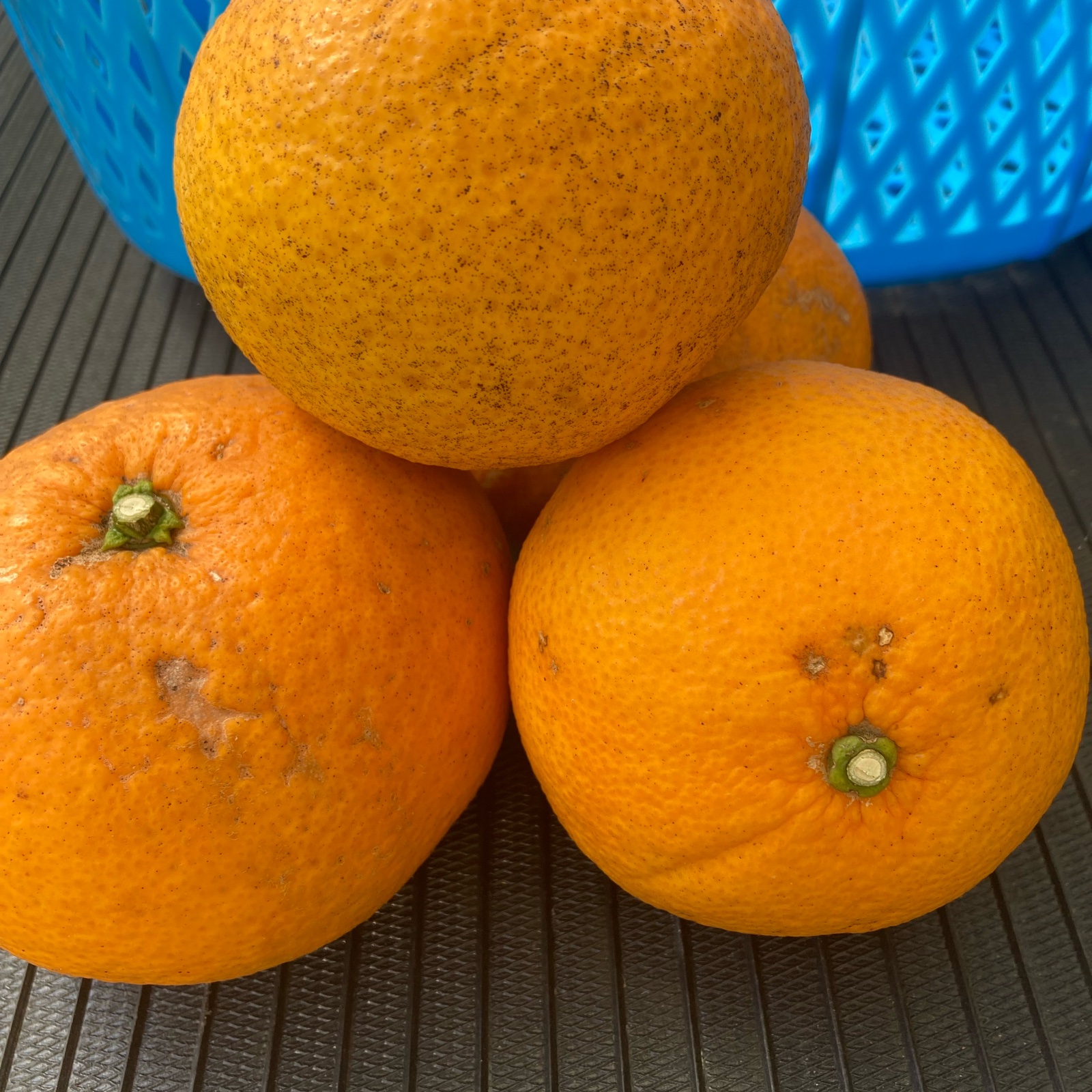 愛知蒲郡産甘夏　　150個で　少ない量でも対応 愛知県蒲郡産甘夏10kg☆訳あり品☆ご家庭用に ｜ 果物/オレンジ