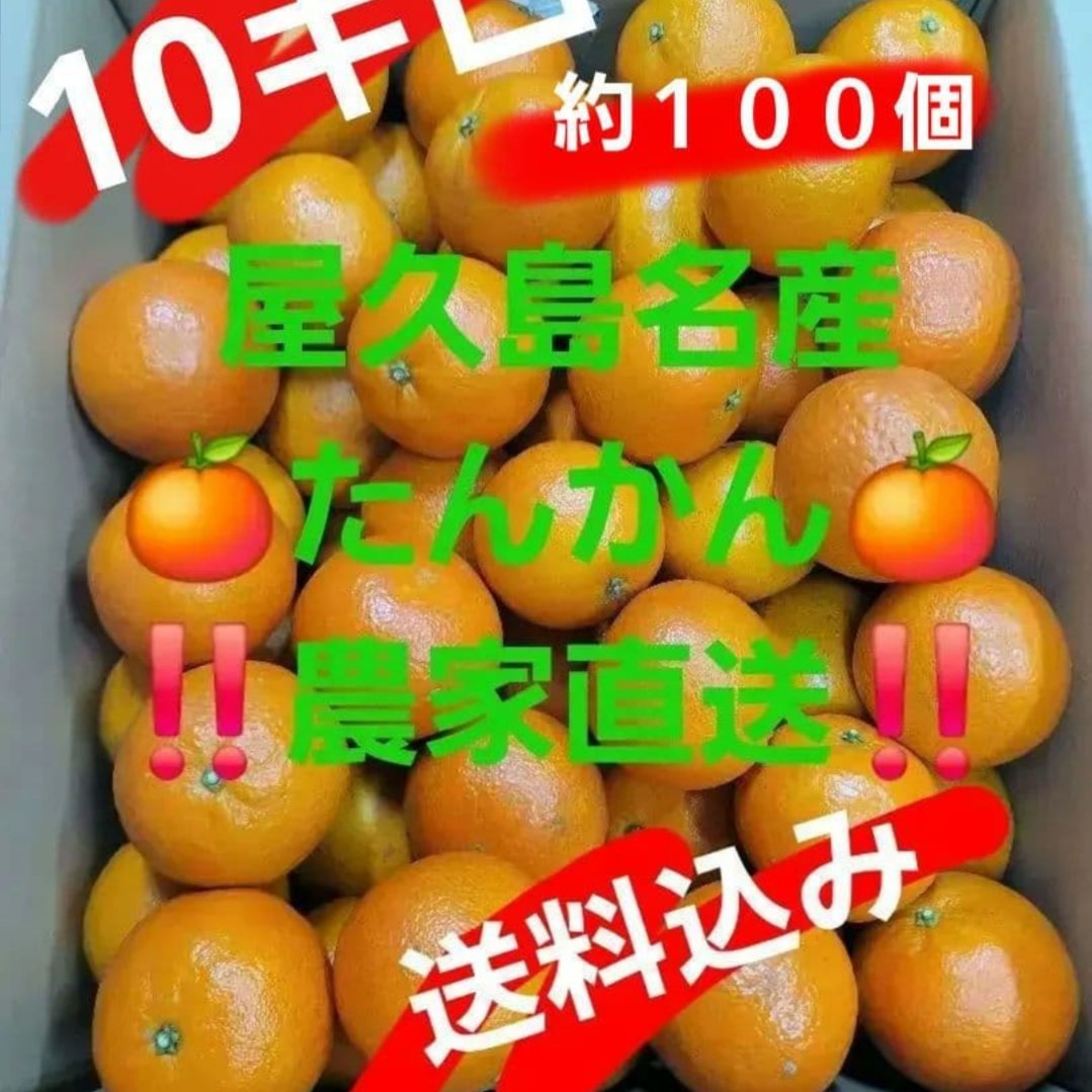 訳あり】屋久島名産たんかん10キロ | 果物/オレンジ・その他みかん