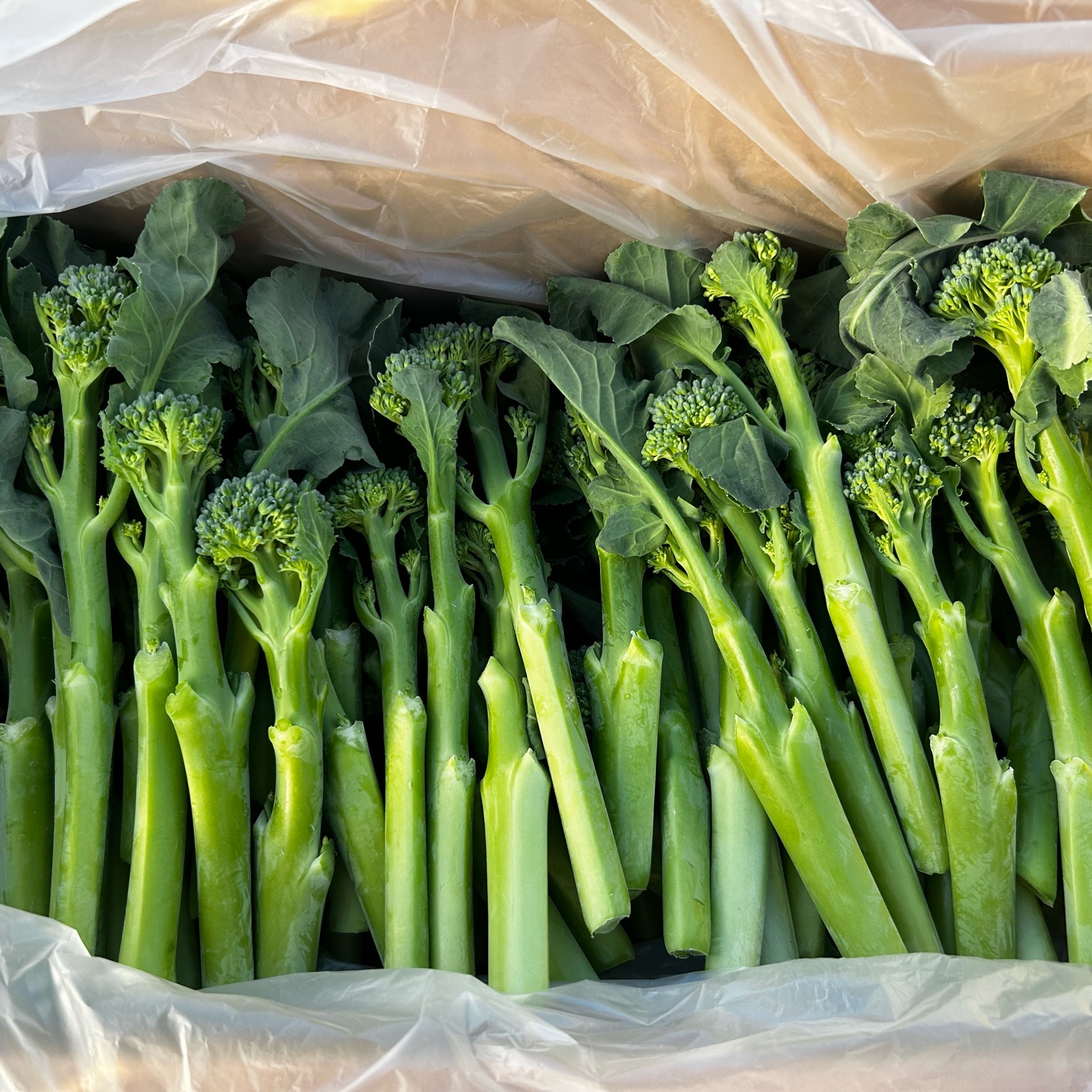 スティックセニョール 3kg ｜ 野菜/ブロッコリー 産直アウル 農家