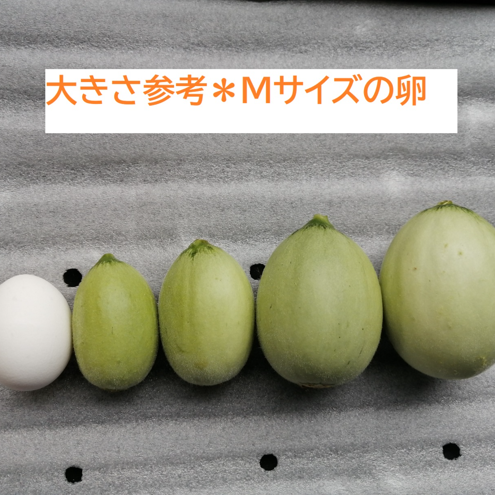摘果メロン　ベビーメロン 10キロ