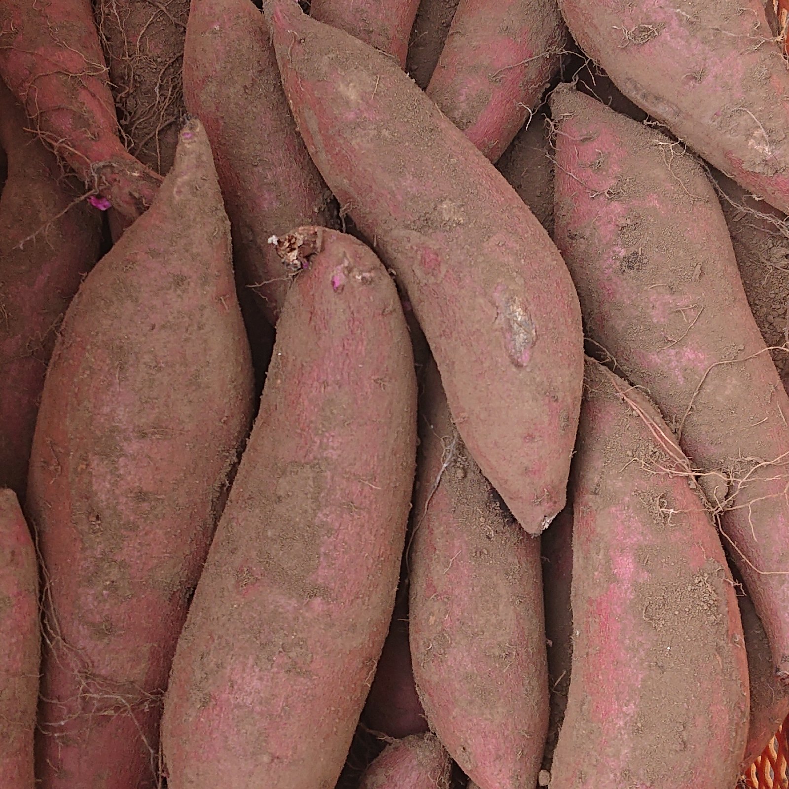 佐之衛門のふくむらさき 10kg | 野菜/さつまいも 産直アウル 農家から