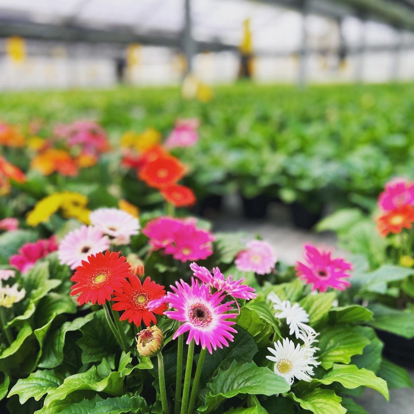 超早割】ミニガーベラ 鉢花 5鉢セット ｜ 花・植物/花・植物 産直