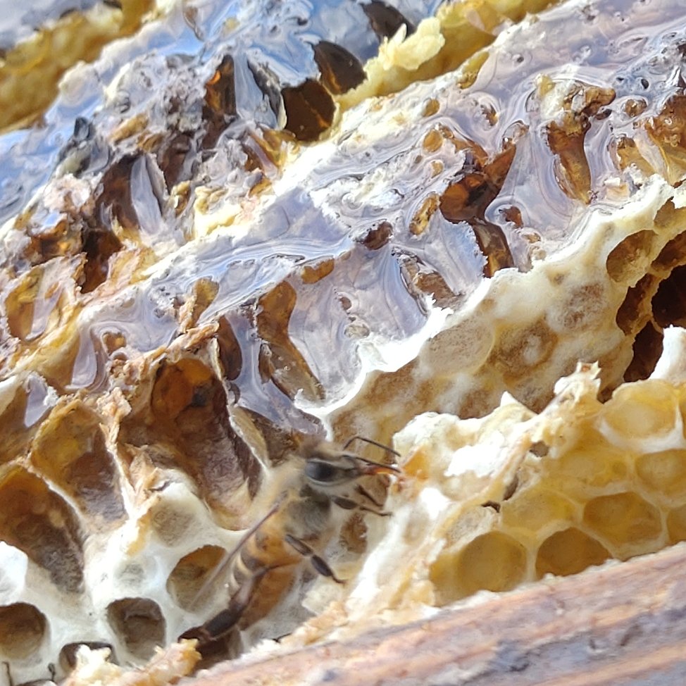 日本蜜蜂の百花蜜　完全結晶蜜と結晶化する蜜　1.07kgと1.1kg 日本蜜蜂の百花蜜 完全結晶蜜と結晶化する蜜 1.07kgと1.1kg 【公式通販】