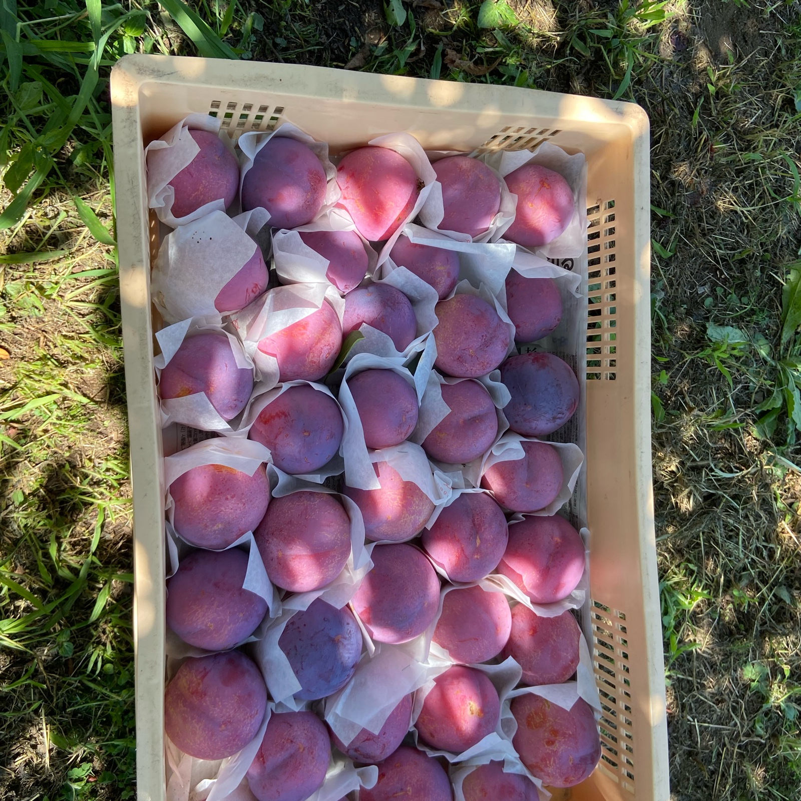 クール便　誰かに贈りたくなる果物「貴陽」1500gほど 今が旬！プラムの王様貴陽！1.5kg【家庭用訳あり】 ｜ 果物/すもも