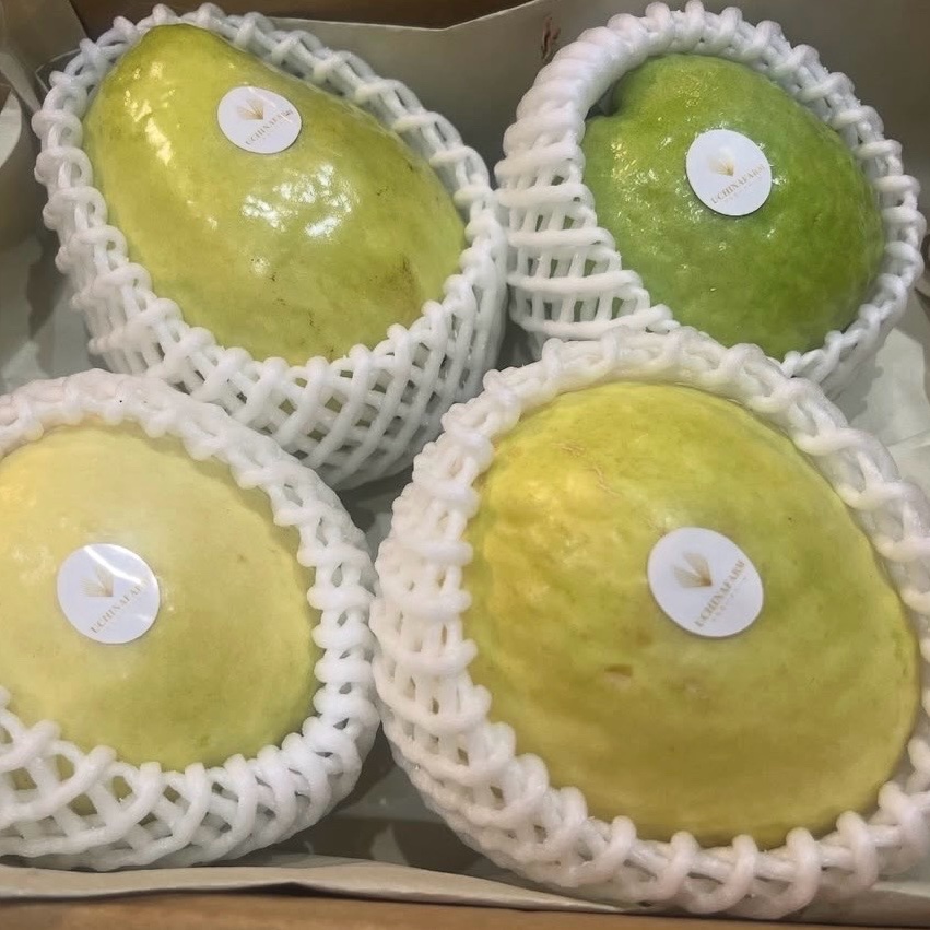 台湾グァバ(白)1Kg(3玉前後)～ ｜ 果物/その他果物 産直アウル 農家