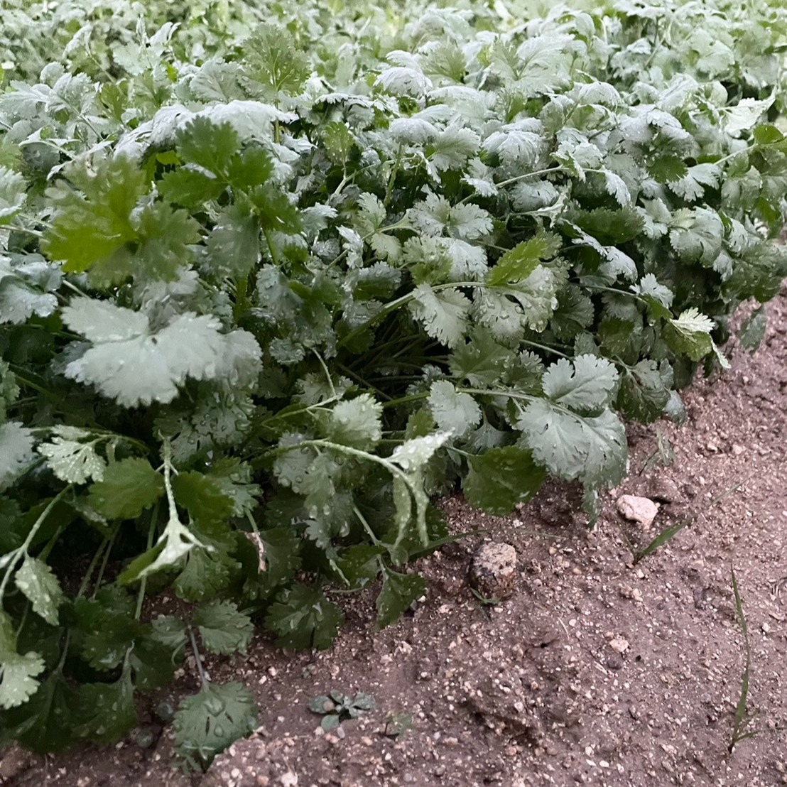 自然栽培】パクチー 2kg（肥料・農薬不使用） ｜ 野菜/ハーブ 産直