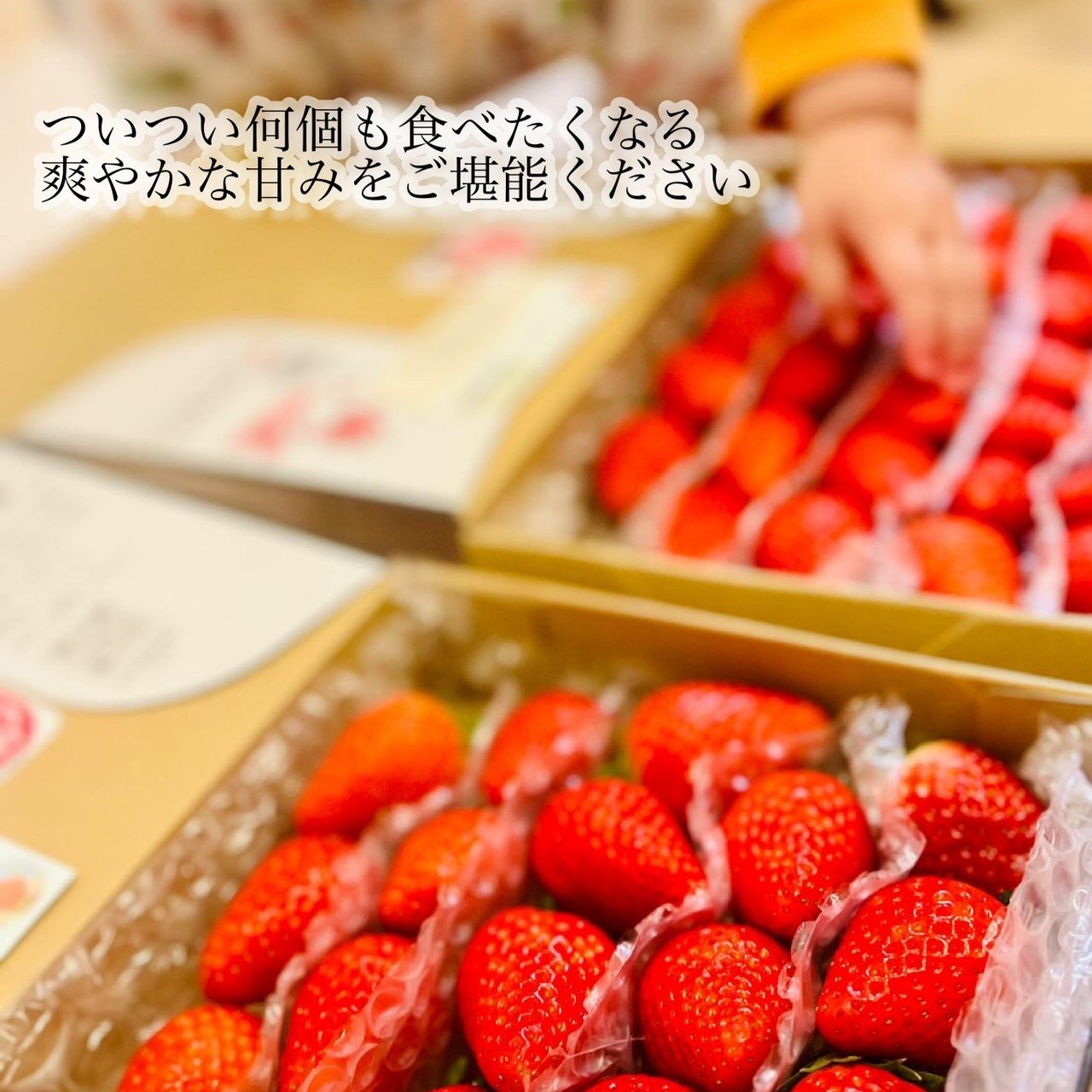 新鮮直送朝採りいちご　250×8パック みんなで食べ比べ】3品種以上の朝採り朝採り完熟苺（1kg）：福岡県産
