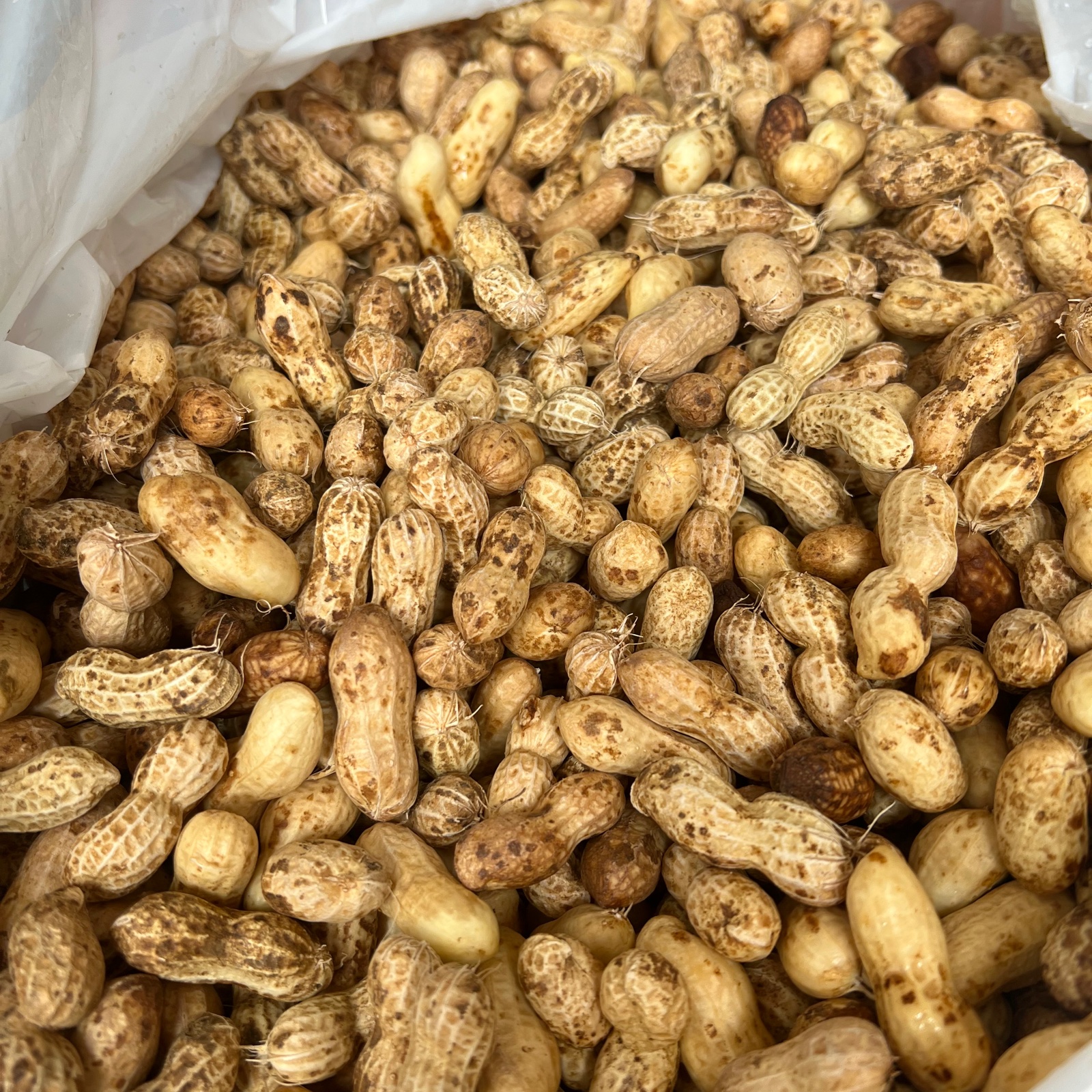 農家直送千葉生落花生訳あり品5kg