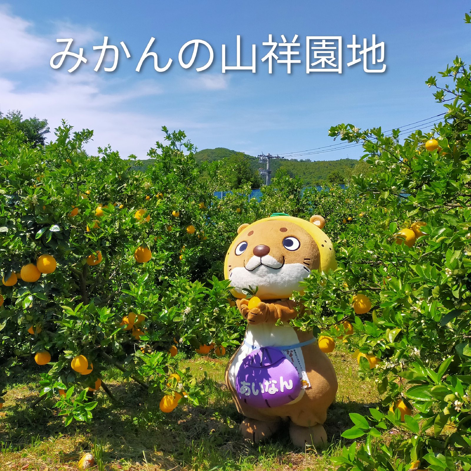 訳あり 河内晩柑 大玉 9kg （ 家庭用 2Lサイズ以上 ） ｜ 果物