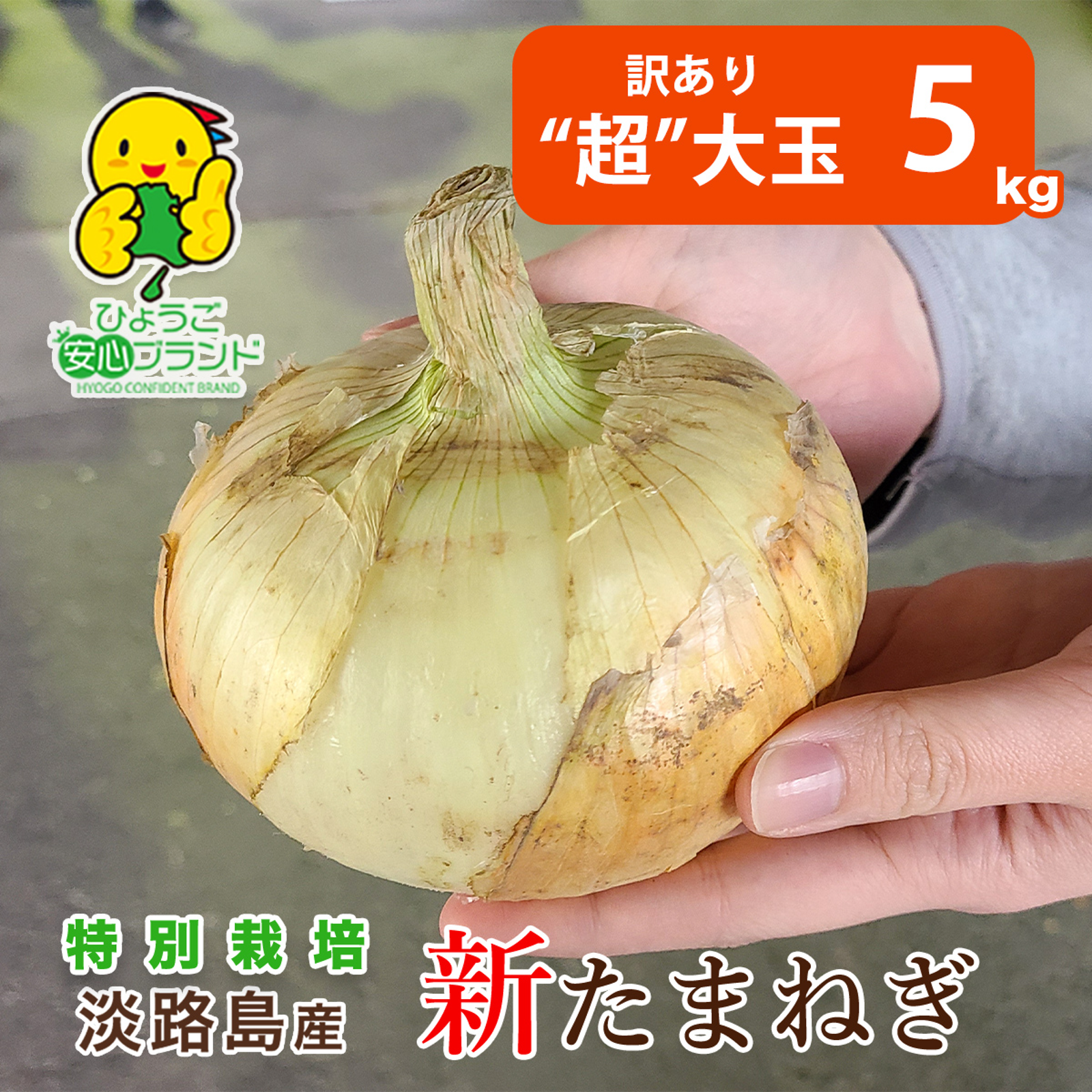 予約販売】2025年初物！ 淡路島 低農薬 めずらしい冬の新玉ねぎ