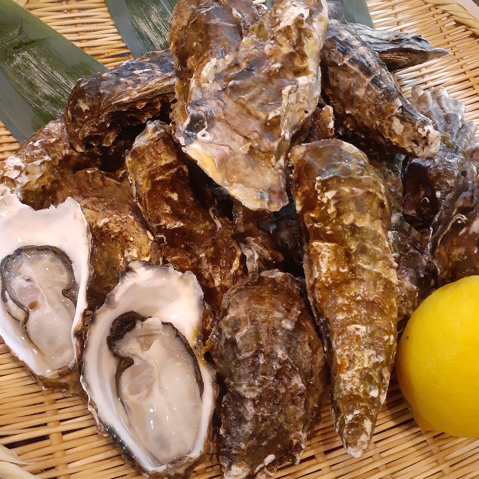 北海道噴火湾産 殻付き牡蠣 5kg 今年初物 牡蠣職人が厳選した殻付きカキ 5kg(生食可)サロマ湖 北海道 [5930-0335