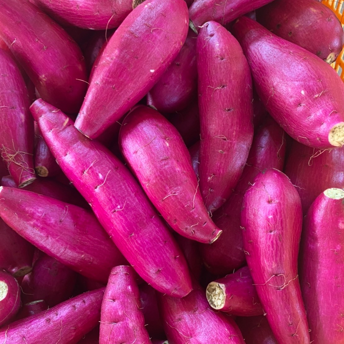 シルクスイート M•5kg 】千葉県成田市産 さつまいも シルクスイート M