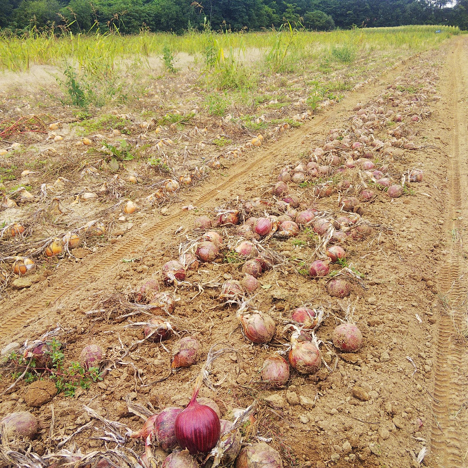 やさしい風の肥料・農薬不使用 自然栽培紫玉ねぎ ｜ 野菜/玉ねぎ 産直