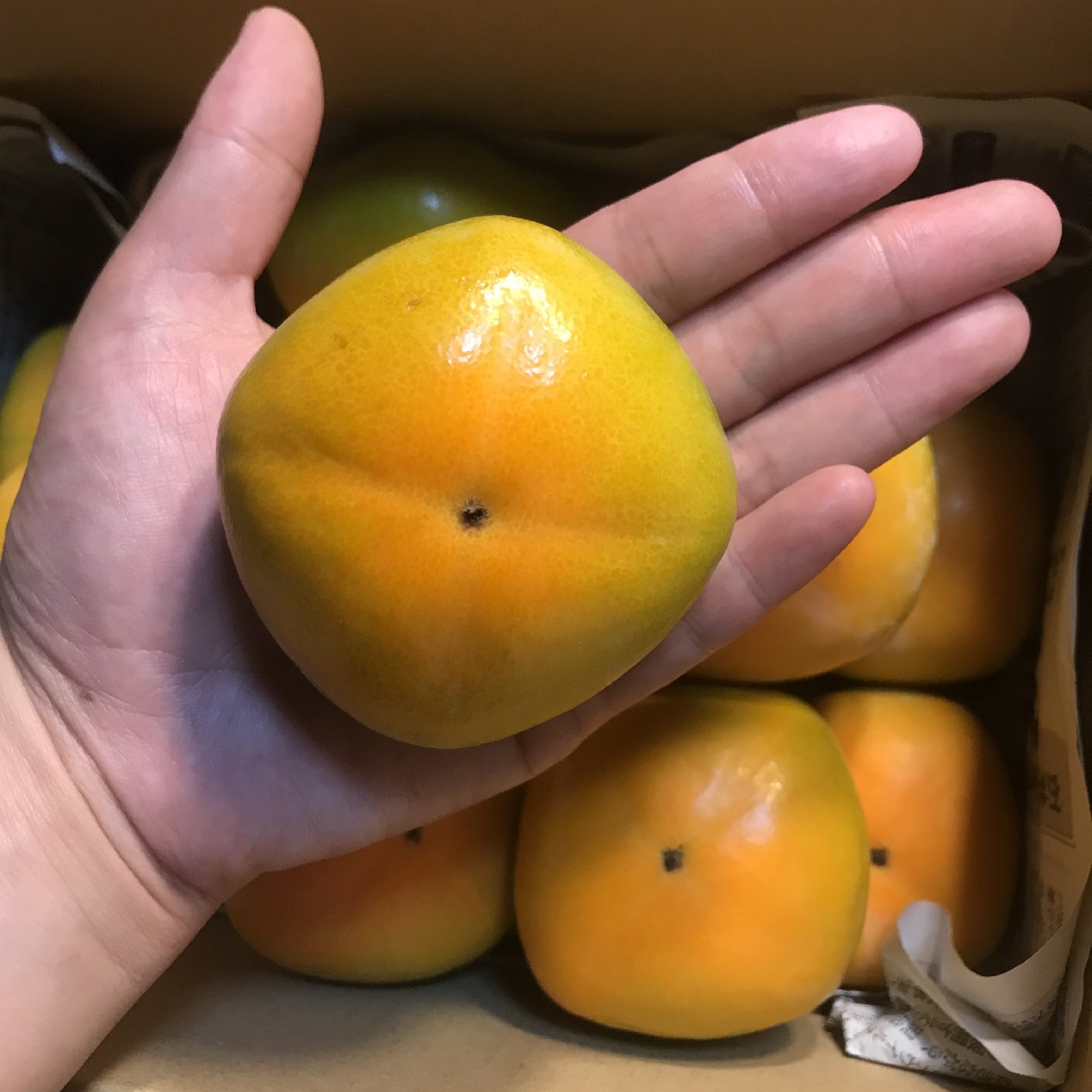 吉田屋のたねなし柿(中谷早生) 箱込み約2kg | 果物/柿 産直 吉田屋のたねなし柿(中谷早生) 箱込み約2kg | 果物/柿 産直