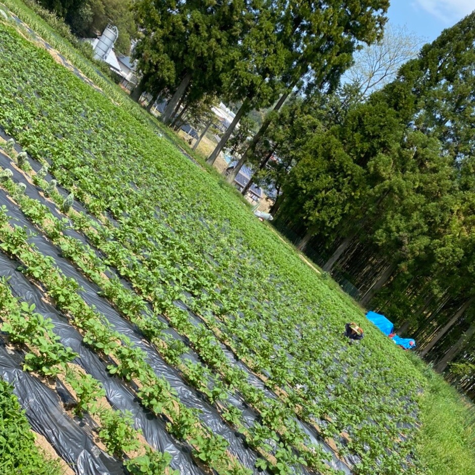 1kg【予約販売限定100 g以上増量】自然の香る赤紫蘇 農薬不使用 朝採り