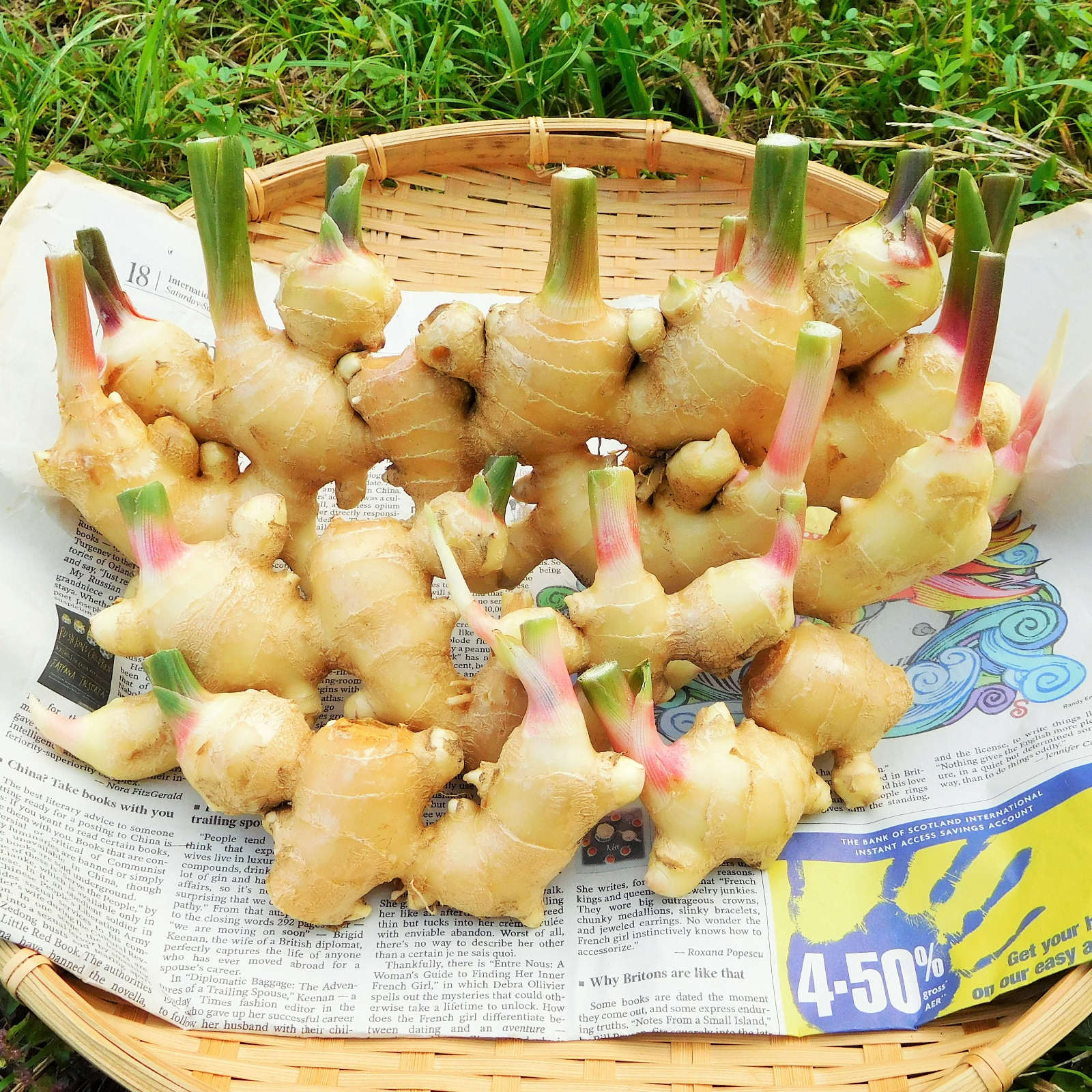 新生姜1kg（栽培期間中農薬・化学肥料不使用） ｜ 野菜/薬味 産直