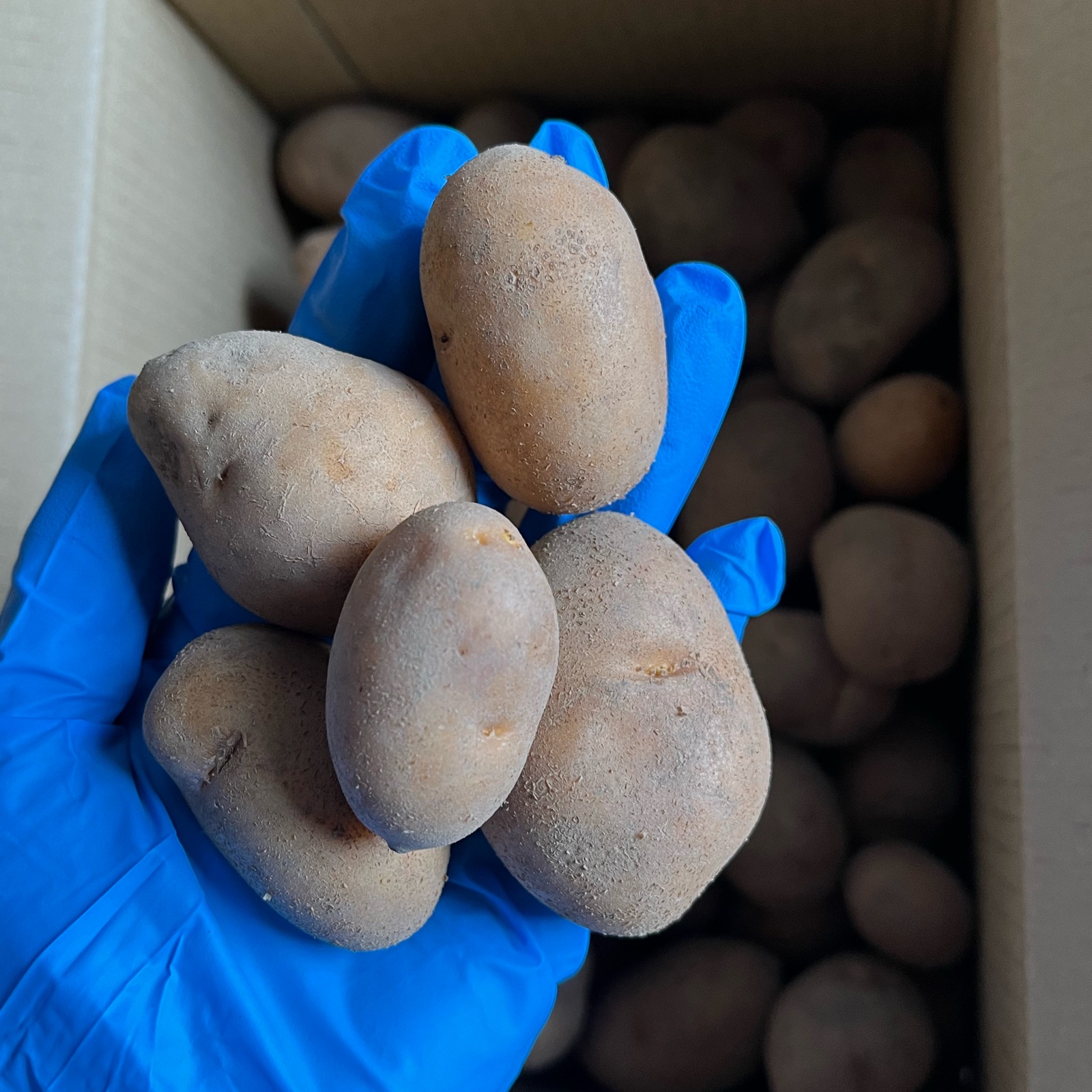 インカのめざめの産地直送食材一覧（通販・お取り寄せ）-産直アウル