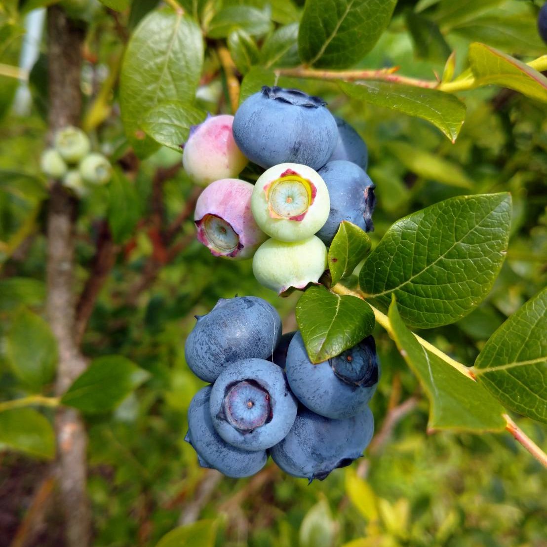 長野県産ブルーベリー(大粒多め) お問い合わせ用 長野県産ブルーベリー(大粒多め) お問い合わせ用 信州からお届け