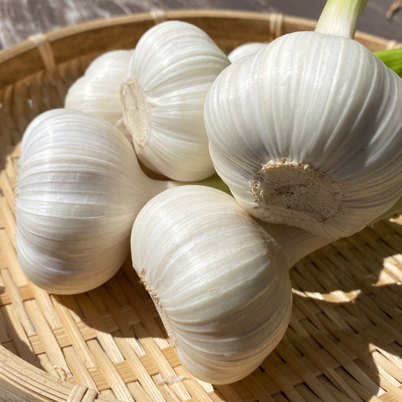 生ニンニク（送料込み）無農薬 ｜ 野菜/にんにく 産直アウル 農家