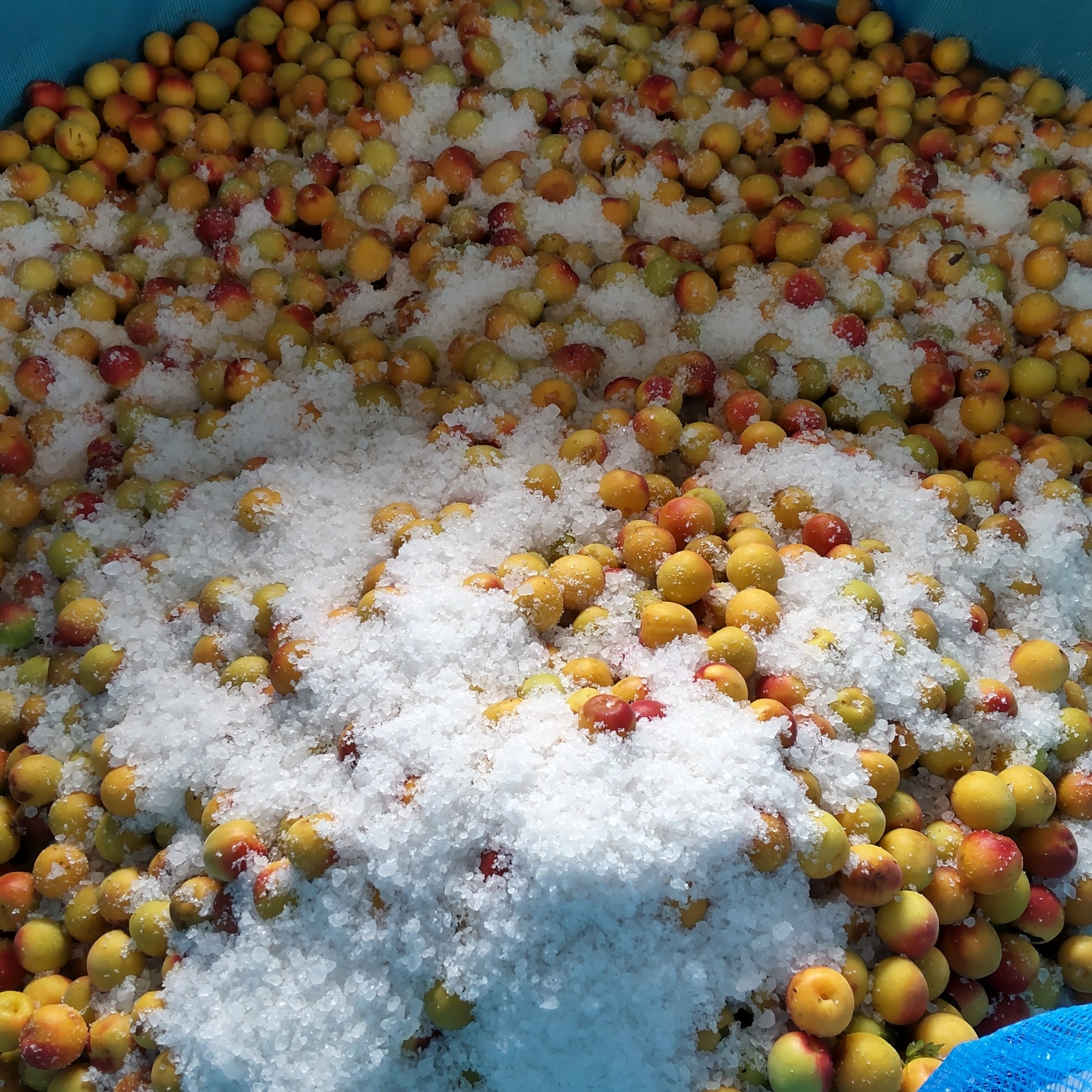 昔ながらのすっぱい梅干し 紀州南高梅 400gx2（800g） B品 2L 白