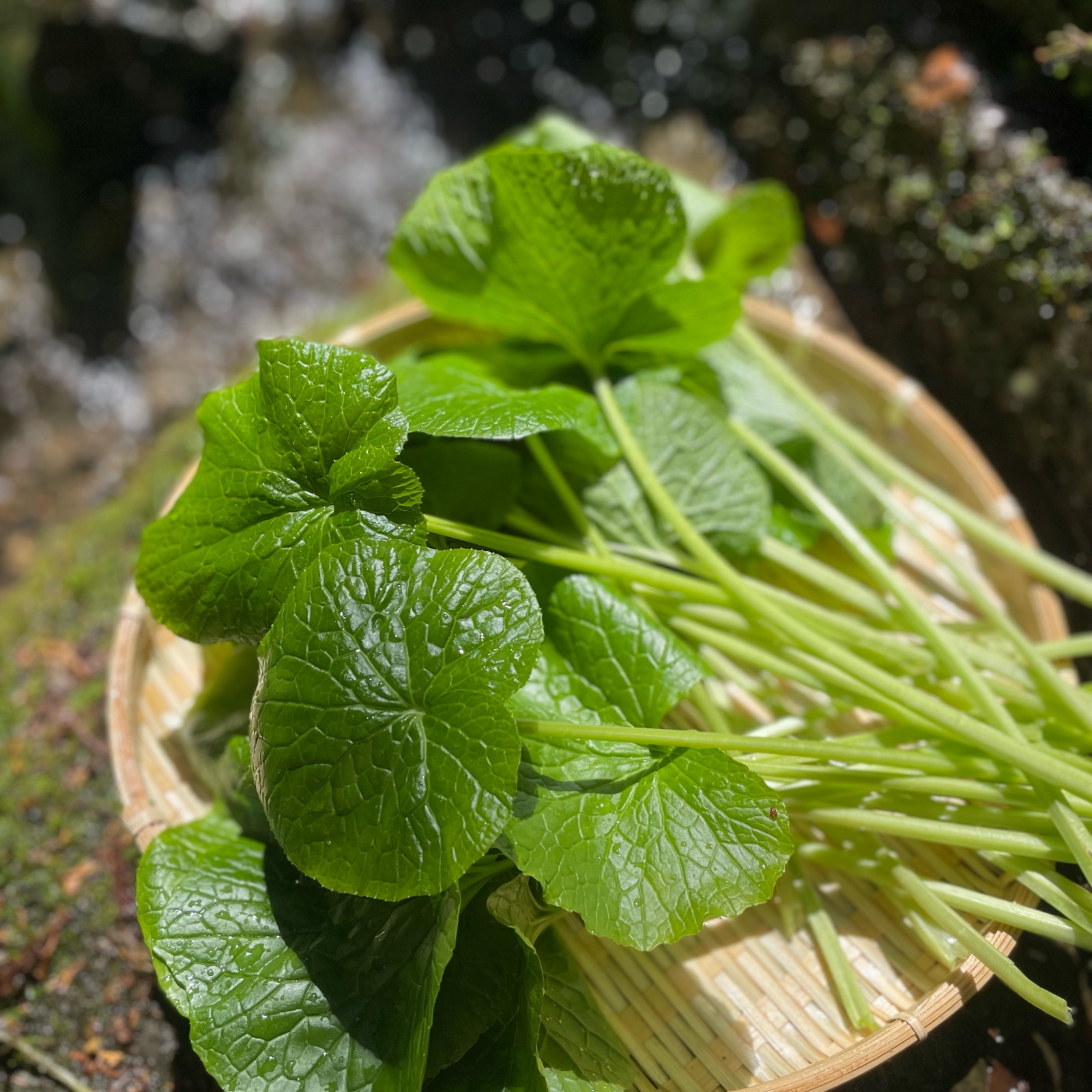 わさび(葉・茎) 朝獲れ】わさびの葉、茎 東京産 ｜ 野菜/薬味 産直アウル 農家・漁師