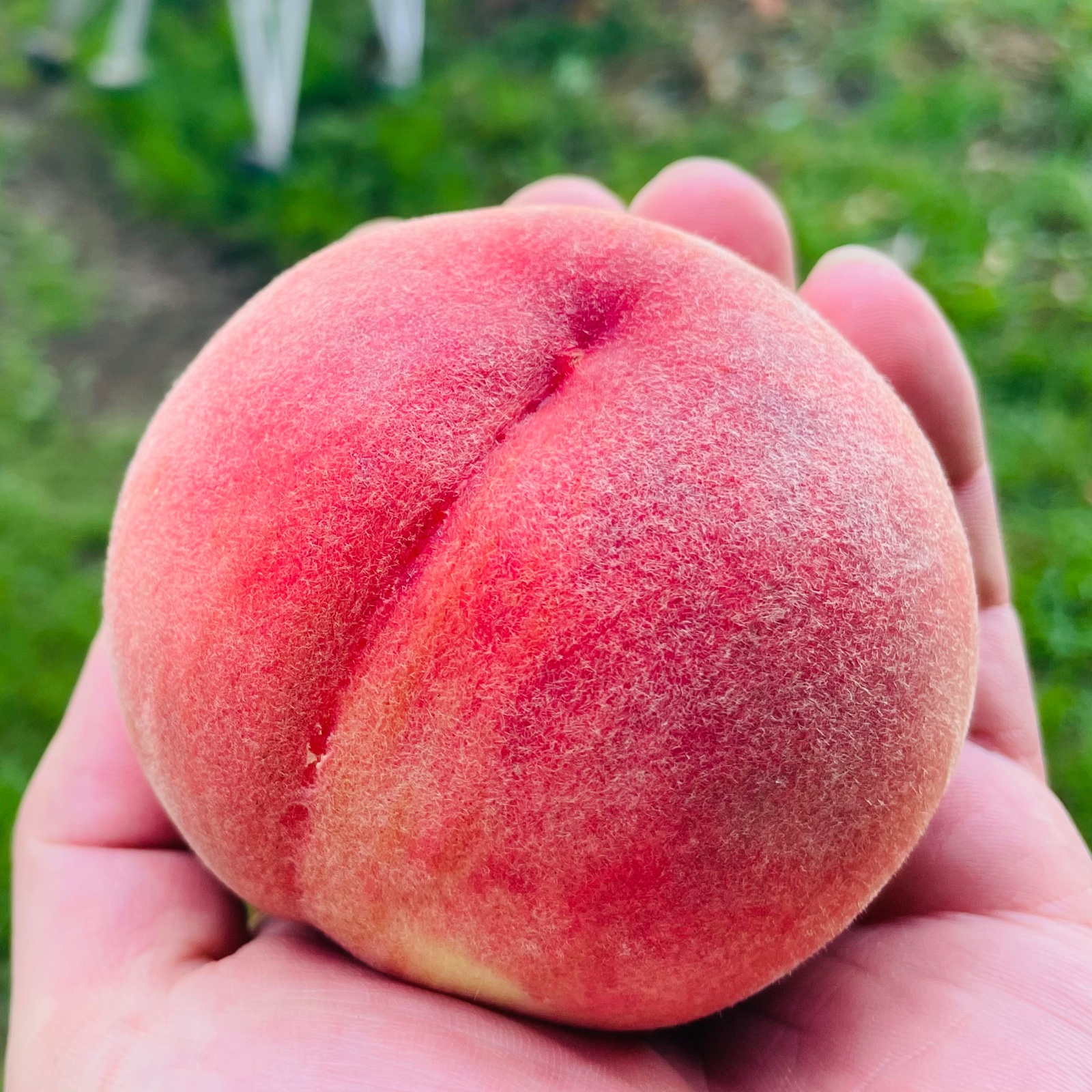 桃 あかつき 小玉 約5kg(22個〜24個) ｜ 果物/もも 産直アウル 農家