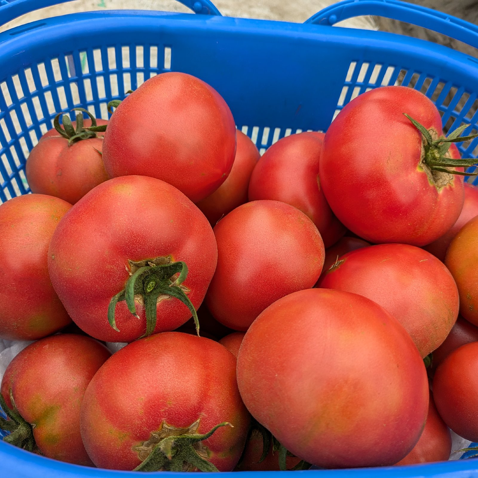トマト 糖度7.9度の肉厚濃厚な収農花のトマト ｜ 野菜/トマト 産直アウル 農家