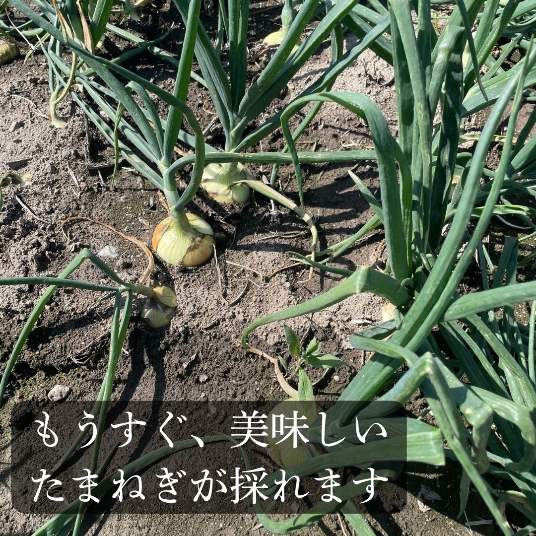 佐賀県みやき町農家 岡さんちのさがびより10キロ ｜ 米・穀物/米/精米
