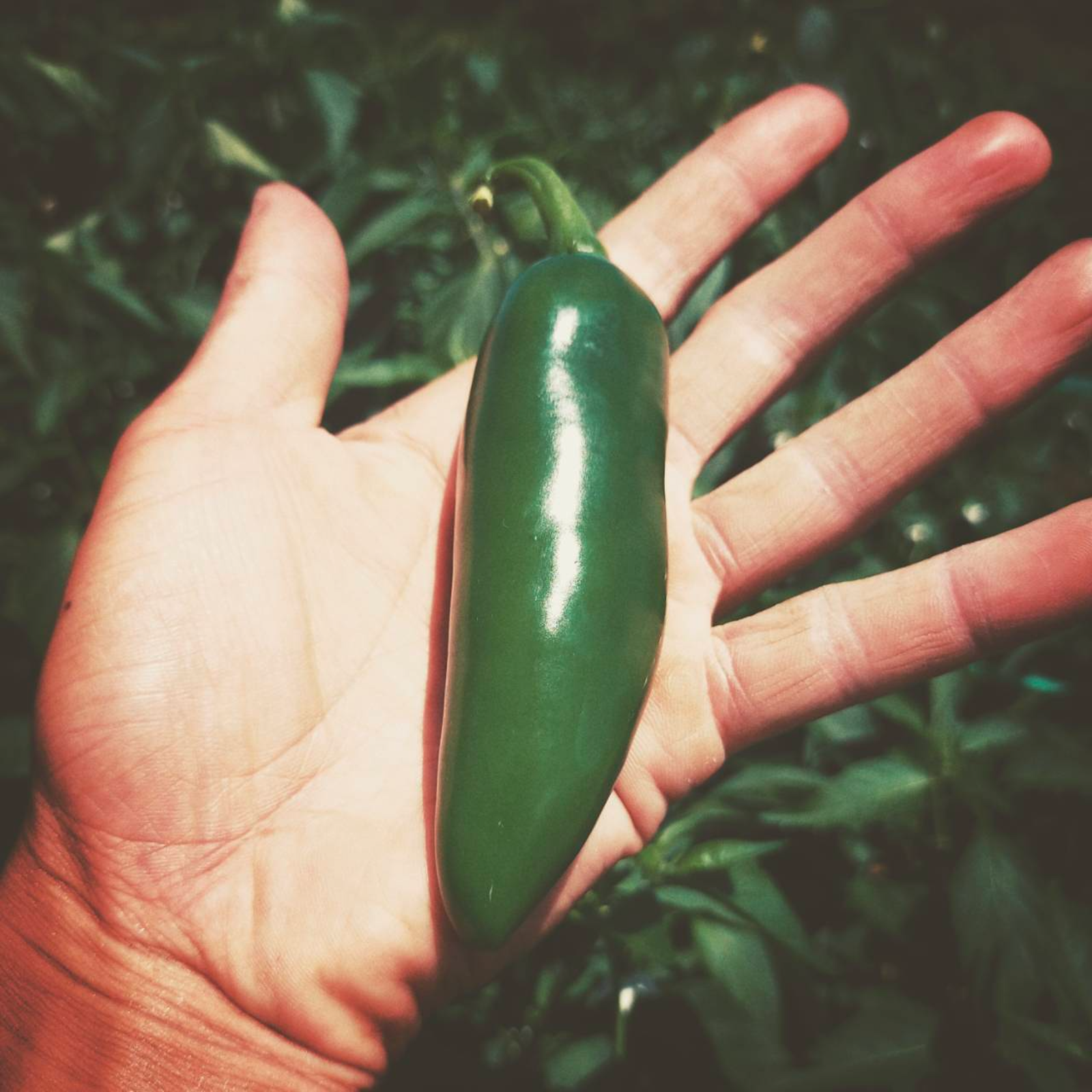 ハラペーニョ】メキシカン料理に欠かせないオススメ青唐辛子 500g