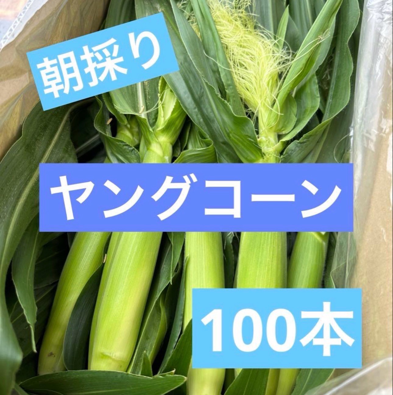 新鮮採れたてヤングコーン　100本 和歌山県産 おおもの ヤングコーン 100本 ｜ 野菜/とうもろこし 産直