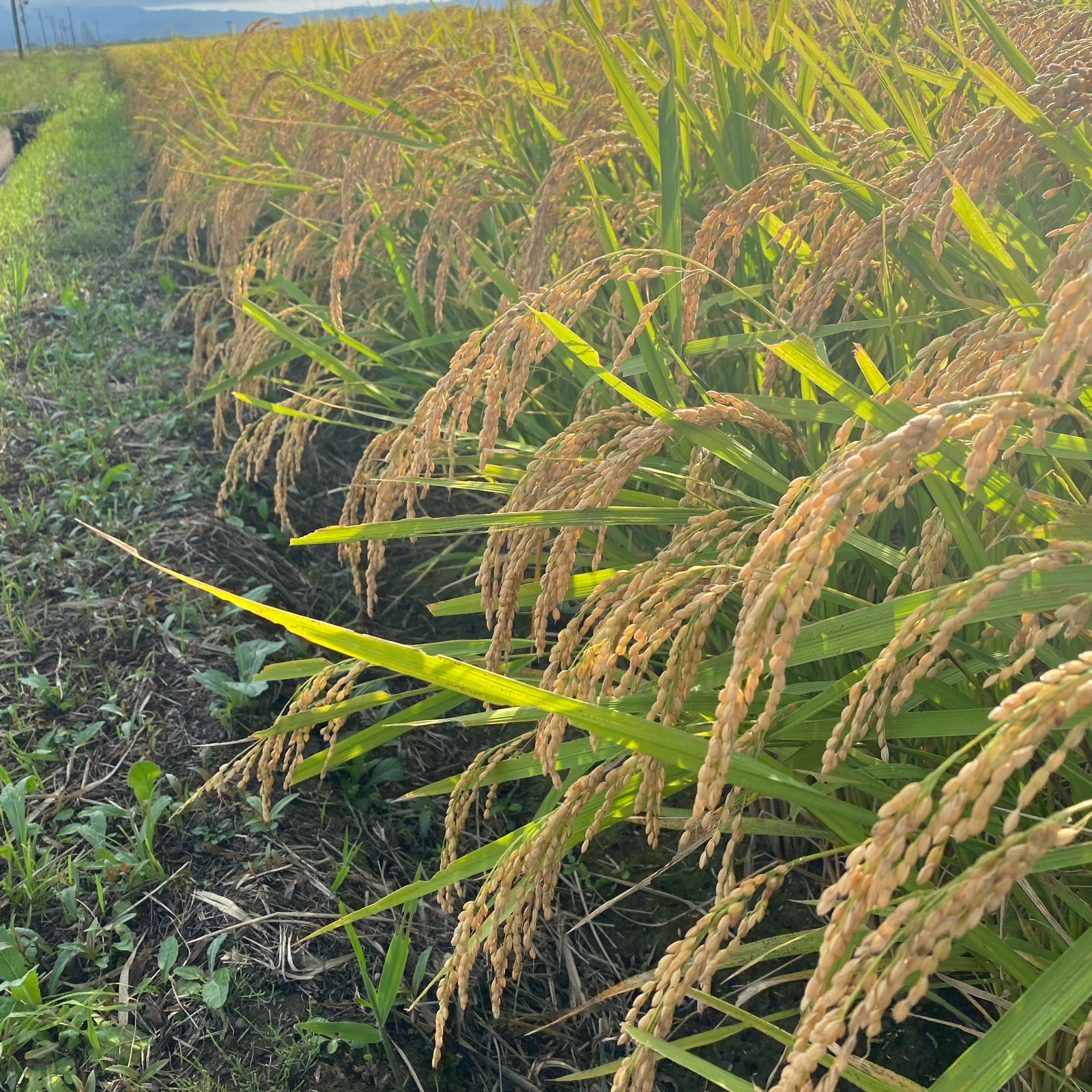青森県産 はれわたり玄米10キロ ｜ 米・穀物/玄米 産直アウル 農家