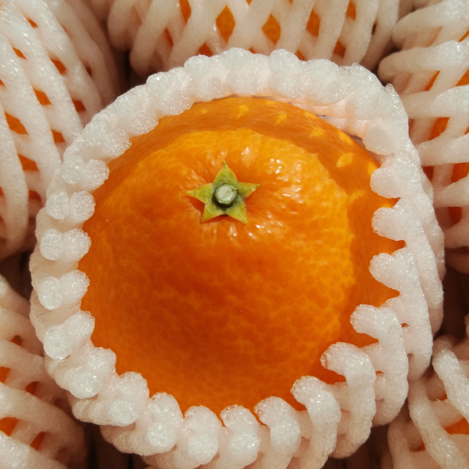 贈答用 まどんな（愛媛果試28号） | 果物/オレンジ・その他みかん 産直