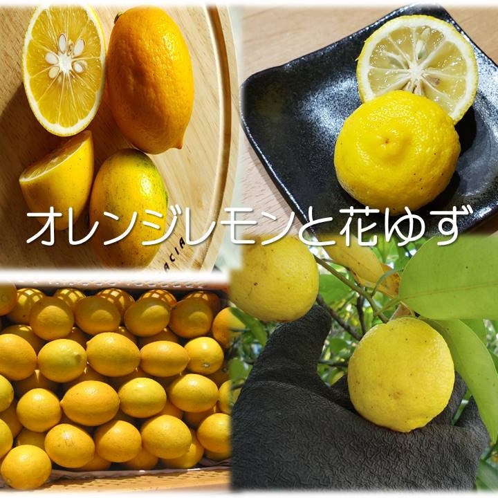 グレープフルーツ・ライム・レモン・オレンジ　セット 農薬不使用2種の柑橘セット オレンジレモンと花ゆず ｜ 果物/香酸柑橘