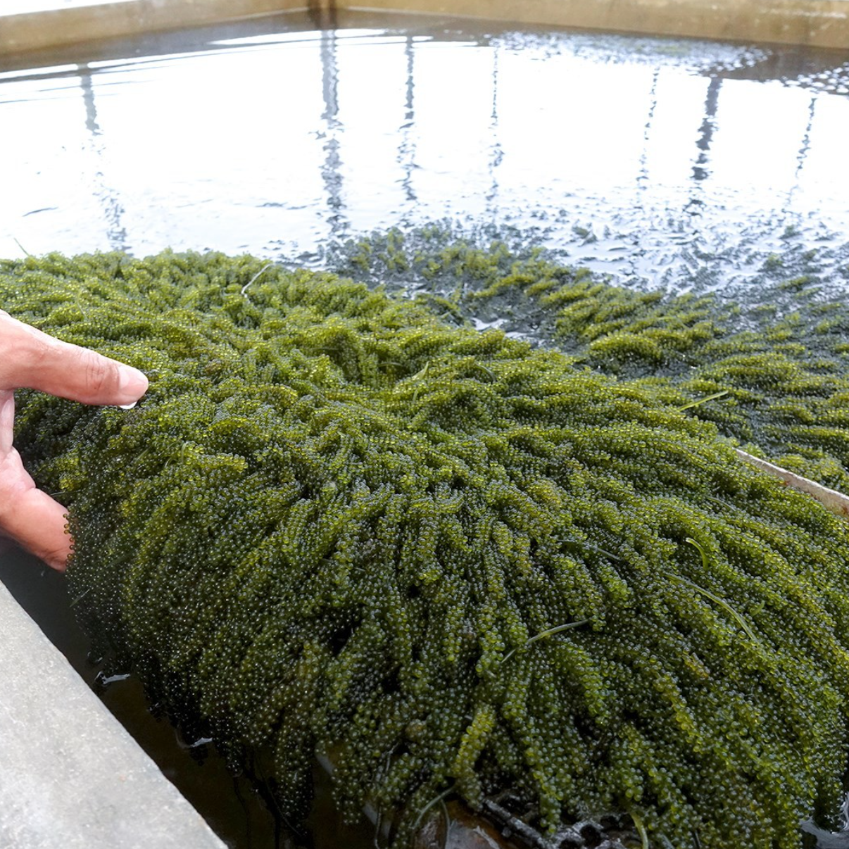 宮古島産朝採れ海ぶどう【茎付き】：500g タレ付き ｜ 魚介類/海藻