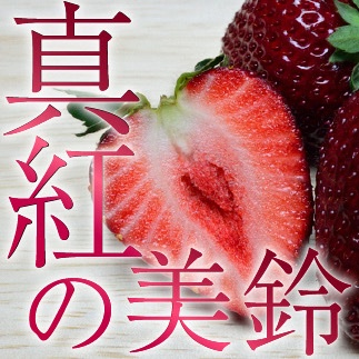 希少品種の為限定販売】真紅の美鈴 220g | 果物/いちご 産直