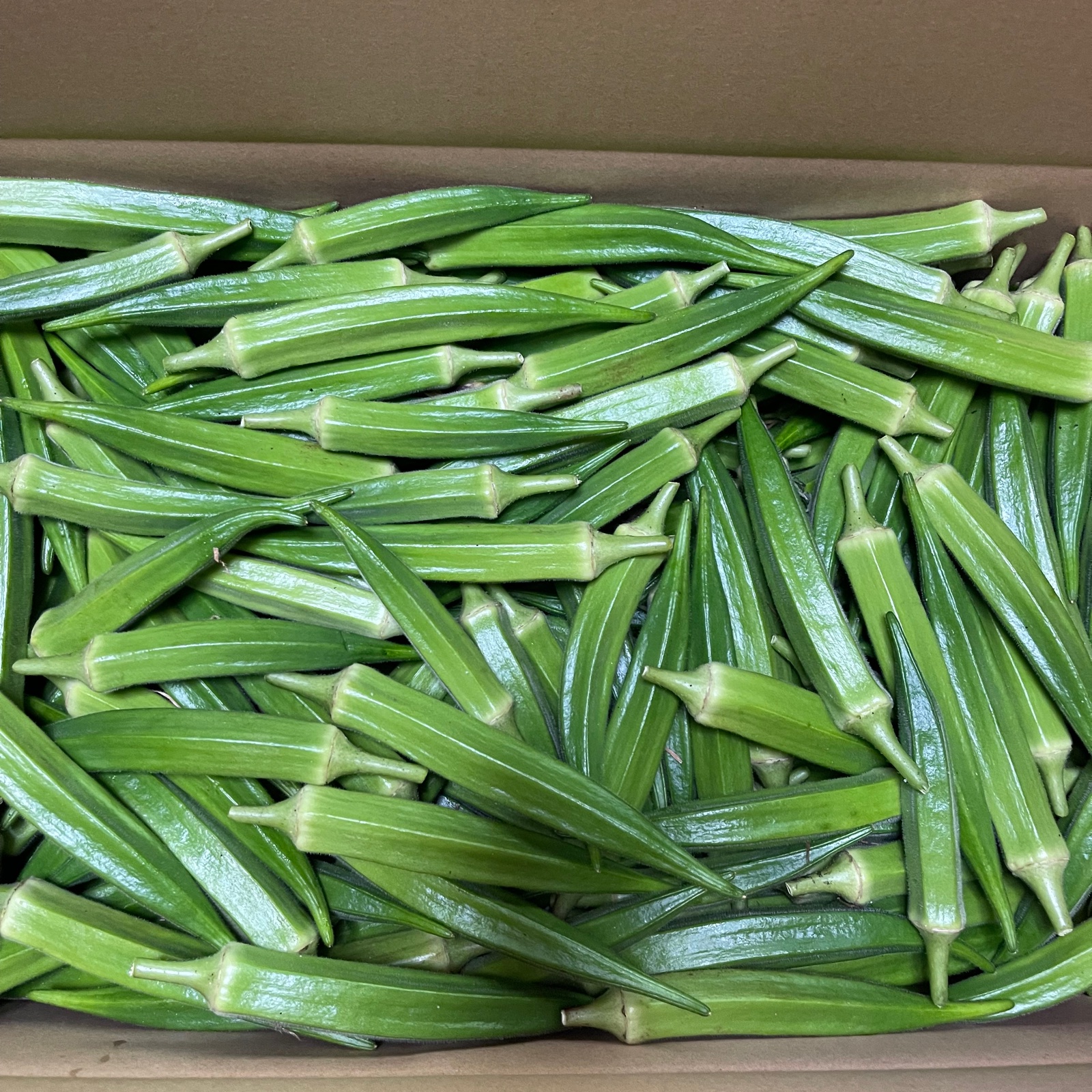 専用ページ オクラ5キロ 朝どれ】オクラ 2〜4品種セット1.5kg【栽培
