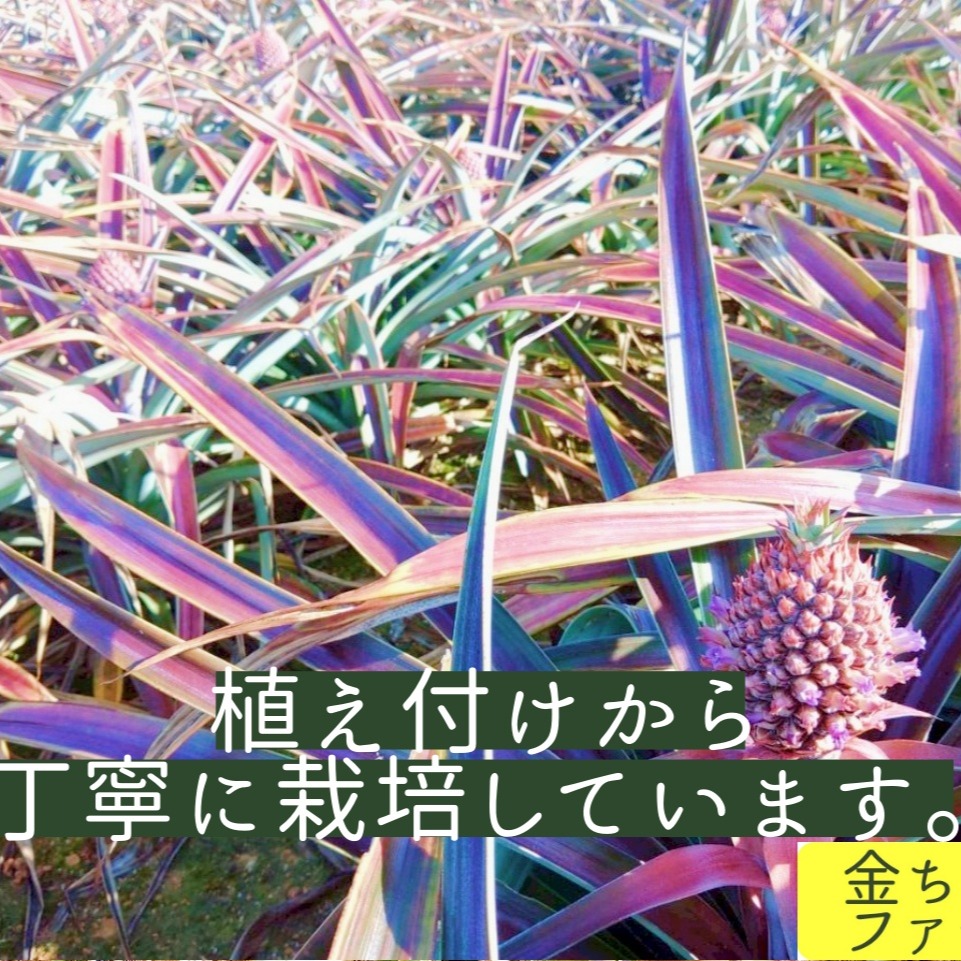 豊潤極甘】黄金のパイン『ゴールドバレル』約4.0kg ｜ 果物