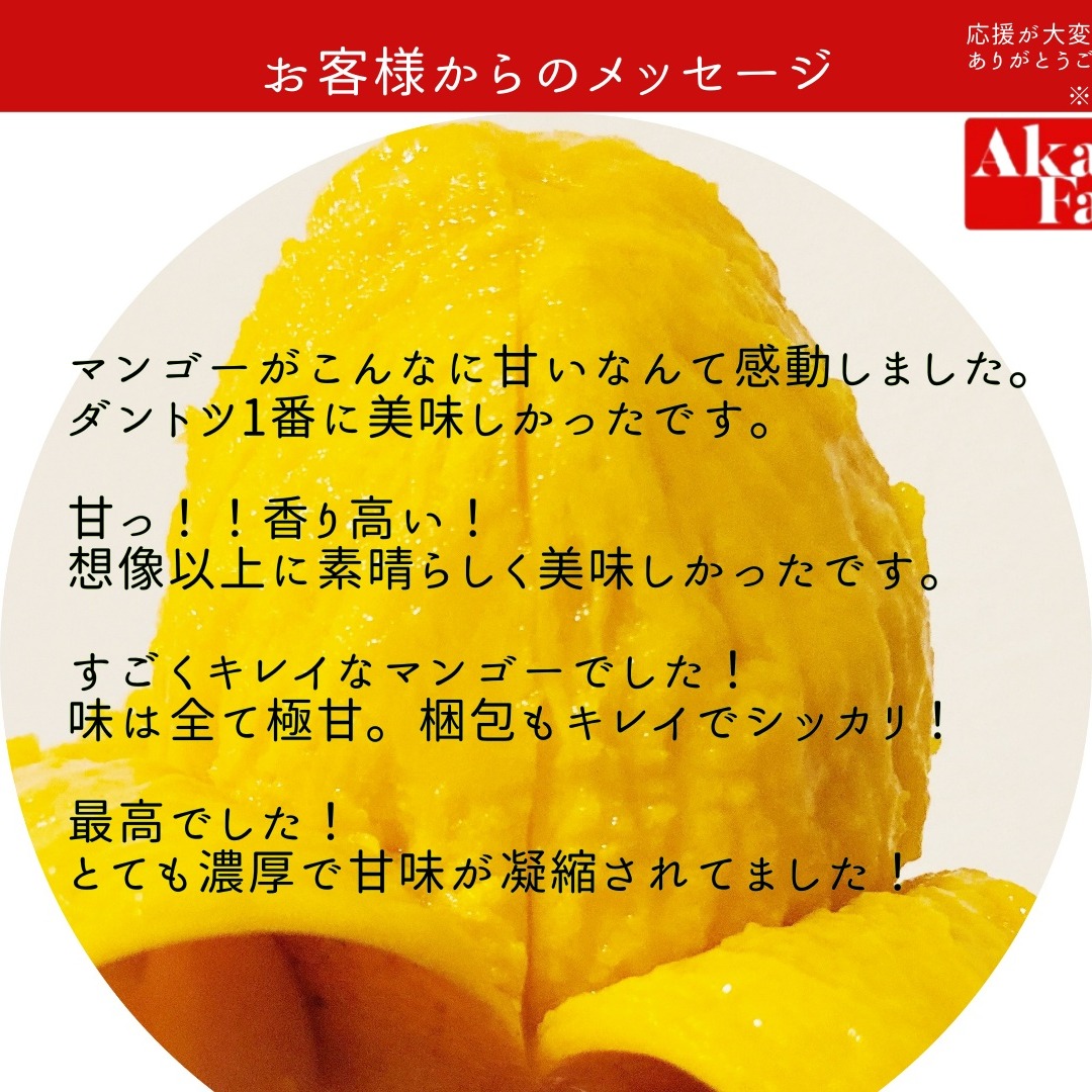摘果マンゴー④