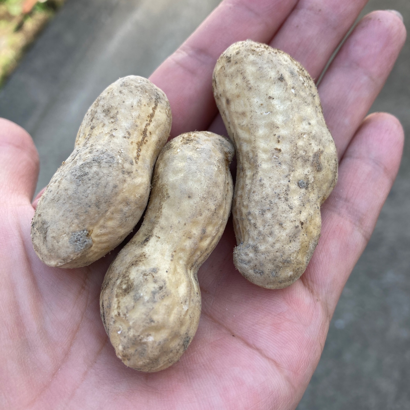 おおまさり 生落花生 落花生 野菜 1.1キロ ｜ 野菜/その他野菜 産直