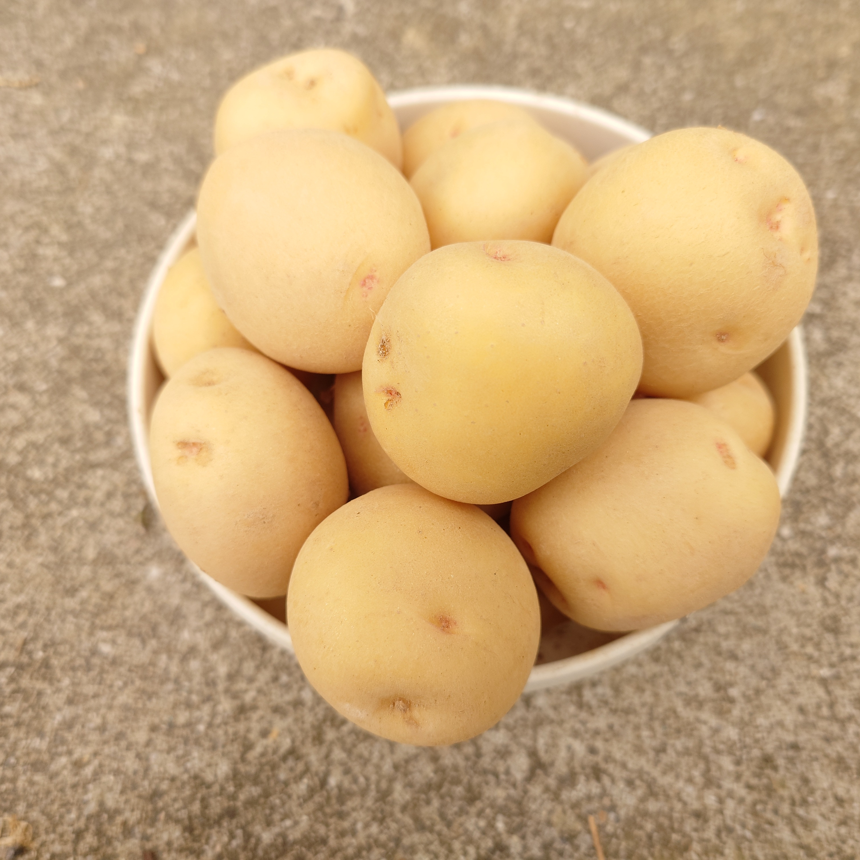食品 みんみん様専用 北海道産キタアカリ小玉