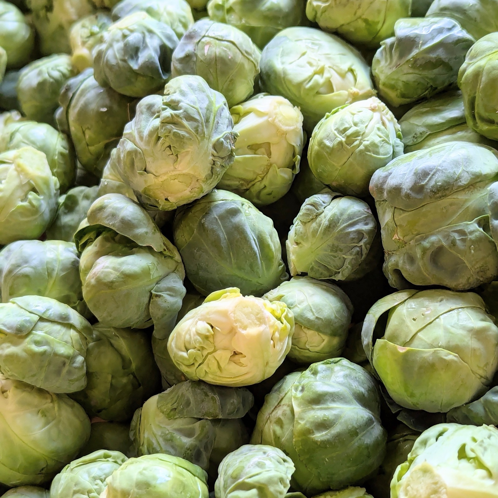 たぶん30％増量】双葉農園の芽キャベツ”（1800g →2400g） from 名水の
