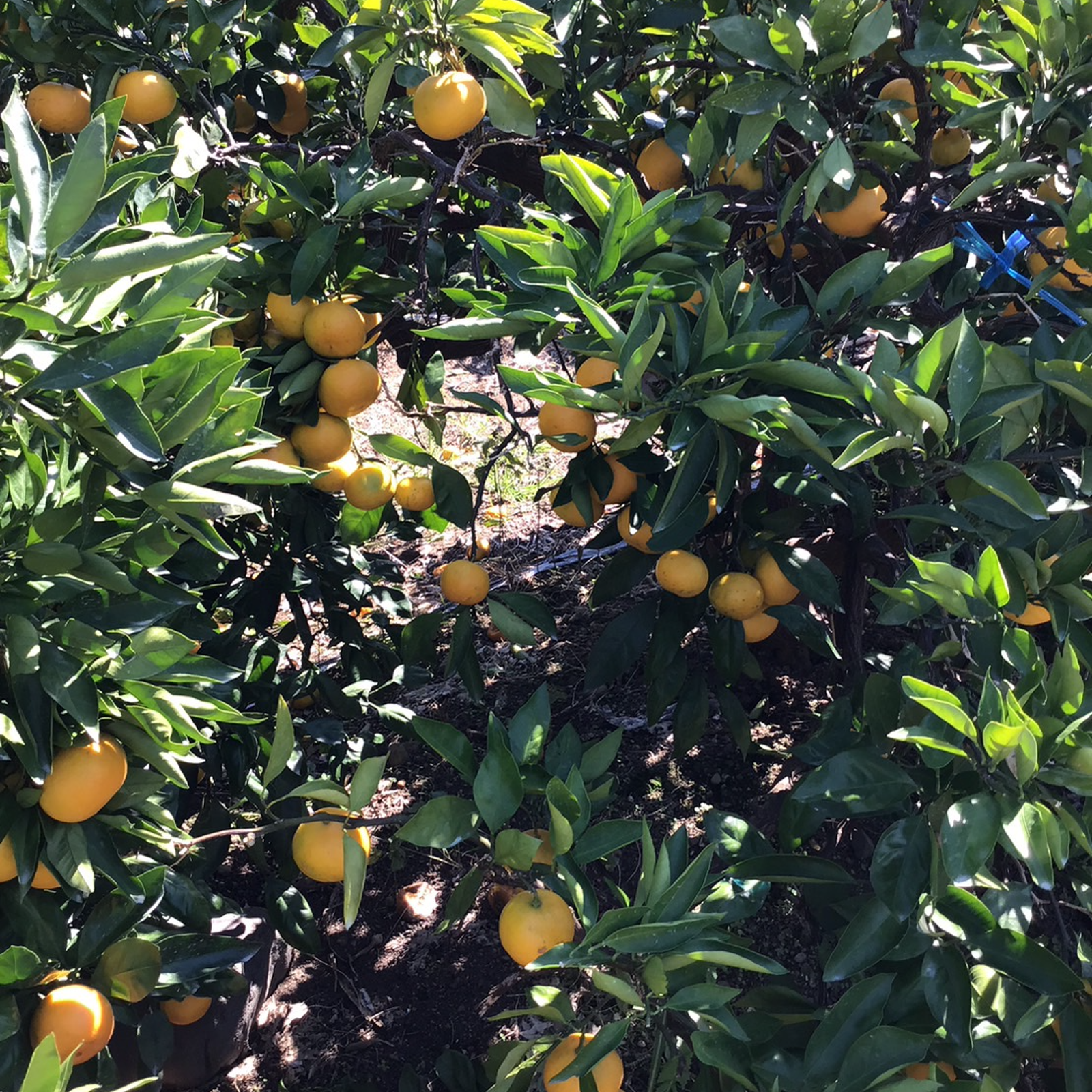 送料無料・期間限定価格『ちびたまみかん』有田みかん3Sサイズ(箱込約